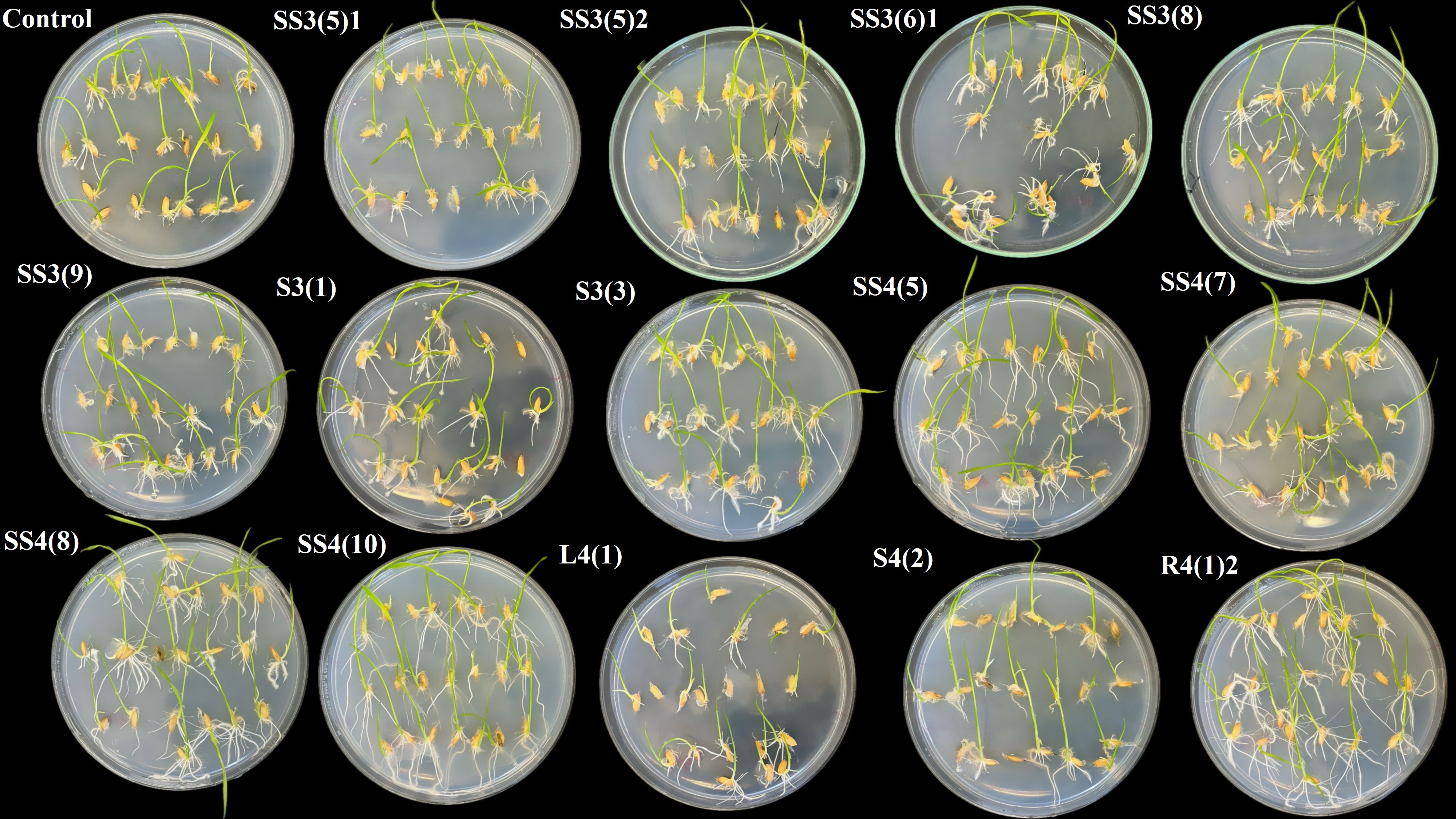 Sixteen petri dishes are displayed on a black background, each labeled with different codes including “Control,” “SS3(5)1,” and others. Dishes contain germinating seeds with visible roots and shoots, showcasing varying degrees of seed growth.