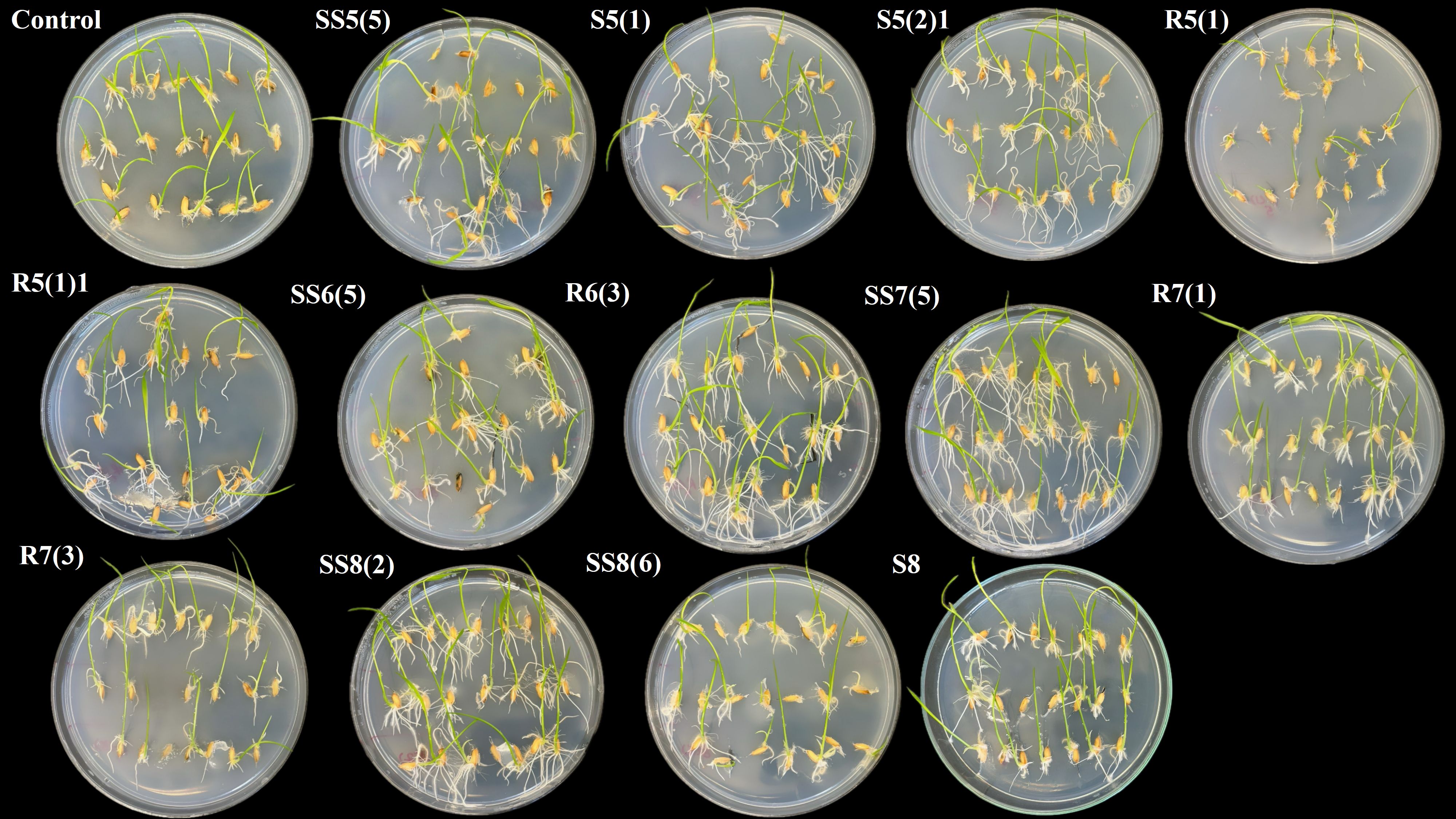 Fifteen petri dishes display germinating seeds with varying degrees of root and shoot growth. Each dish is labeled: “Control,” “SS5(5),” “S5(1),” “S5(2)1,” “R5(1),” “R5(1)1,” “SS6(5),” “R6(3),” “SS7(5),” “R7(1),” “R7(3),” “SS8(2),” “SS8(6),” “S8.” The seeds are evenly spaced with roots and shoots visibly extending.