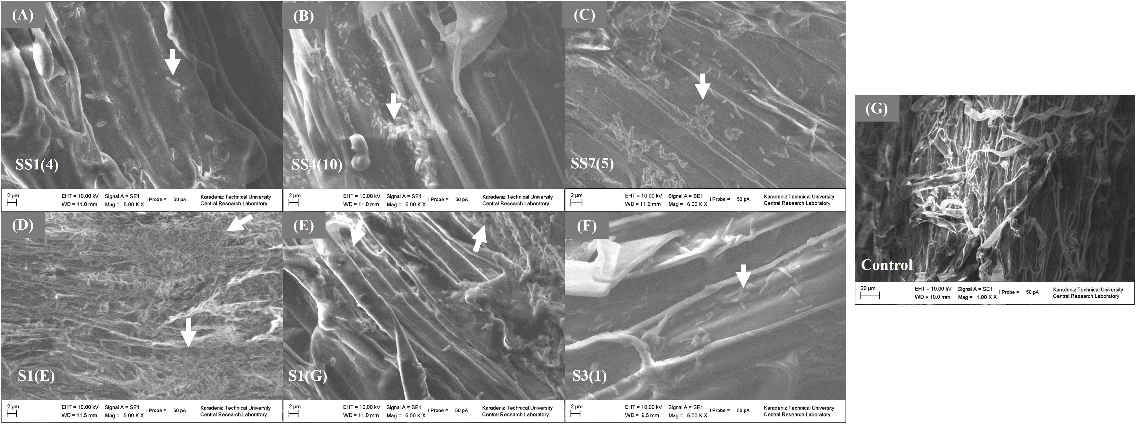 Scanning electron micrographs showing various samples of fibers with different treatments labeled SS1(4), SS4(10), SS7(5), S1(E), S1(G), S3(1), and Control. Each panel (A-G) features fibers at high magnification, with arrows indicating specific areas or features of interest. Labels include measurement scale bars, voltage, signal type, working distance, magnification, and lab information. The Control image shows untreated fiber structure for comparison.