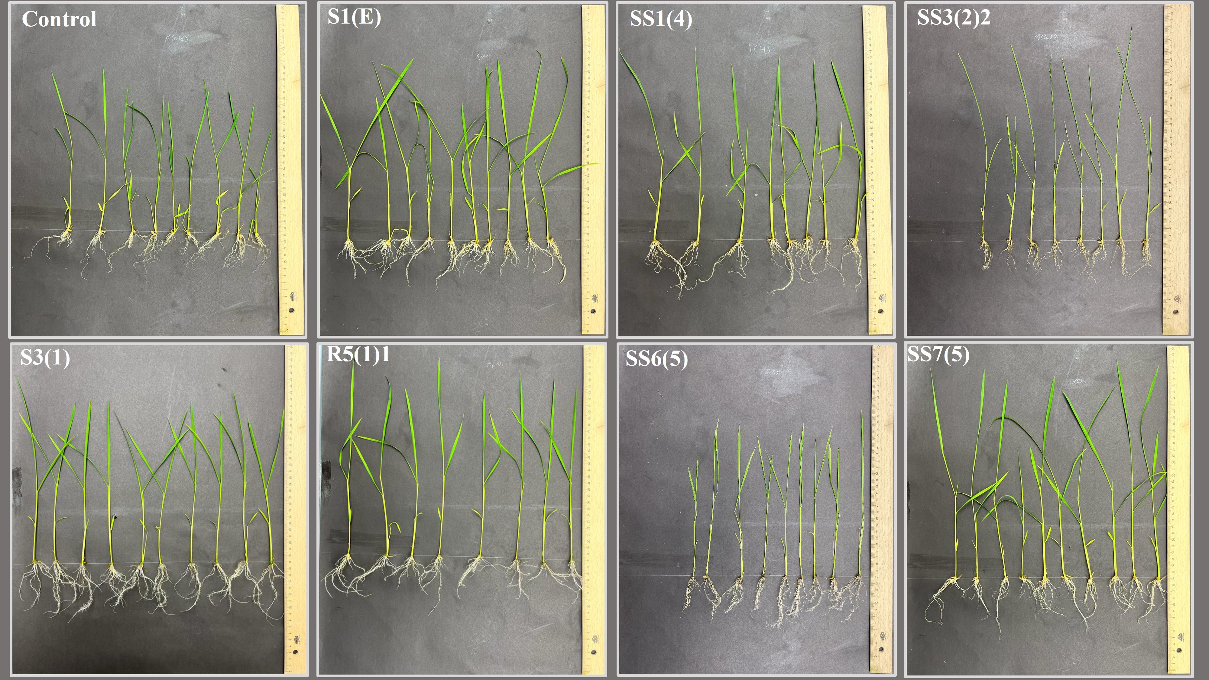 Eight panels show the growth of plants with roots exposed, against a dark background, accompanied by rulers for scale. Each panel is labeled: Control, S1(E), SS1(4), SS3(2)2, S3(1), R5(1)1, SS6(5), and SS7(5), indicating different experimental conditions. The plants demonstrate varying lengths and root structures.