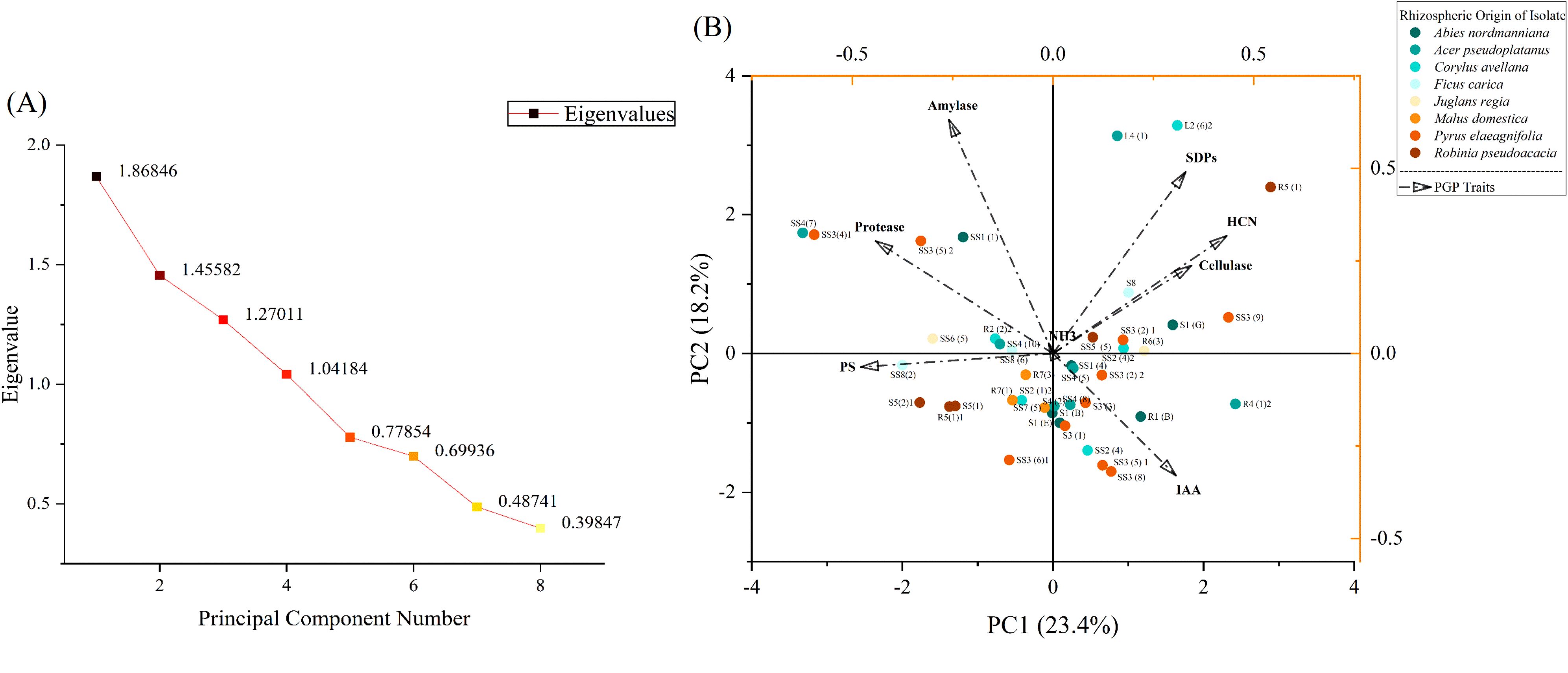 Two-panel figure showing: (A) a scree plot of eigenvalues, with values decreasing from 1.86846 to 0.39847 across principal component numbers, and (B) a principal component analysis (PCA) biplot. The PCA biplot displays data points colored according to the rhizospheric origin of isolates. Traits like amylase, protease, cellulase, and HCN production are represented by directional arrows. The first two principal components (PC1 at 23.4% and PC2 at 18.2%) explain the variance in the data. A legend indicates colors corresponding to different plant origins and trait vectors.