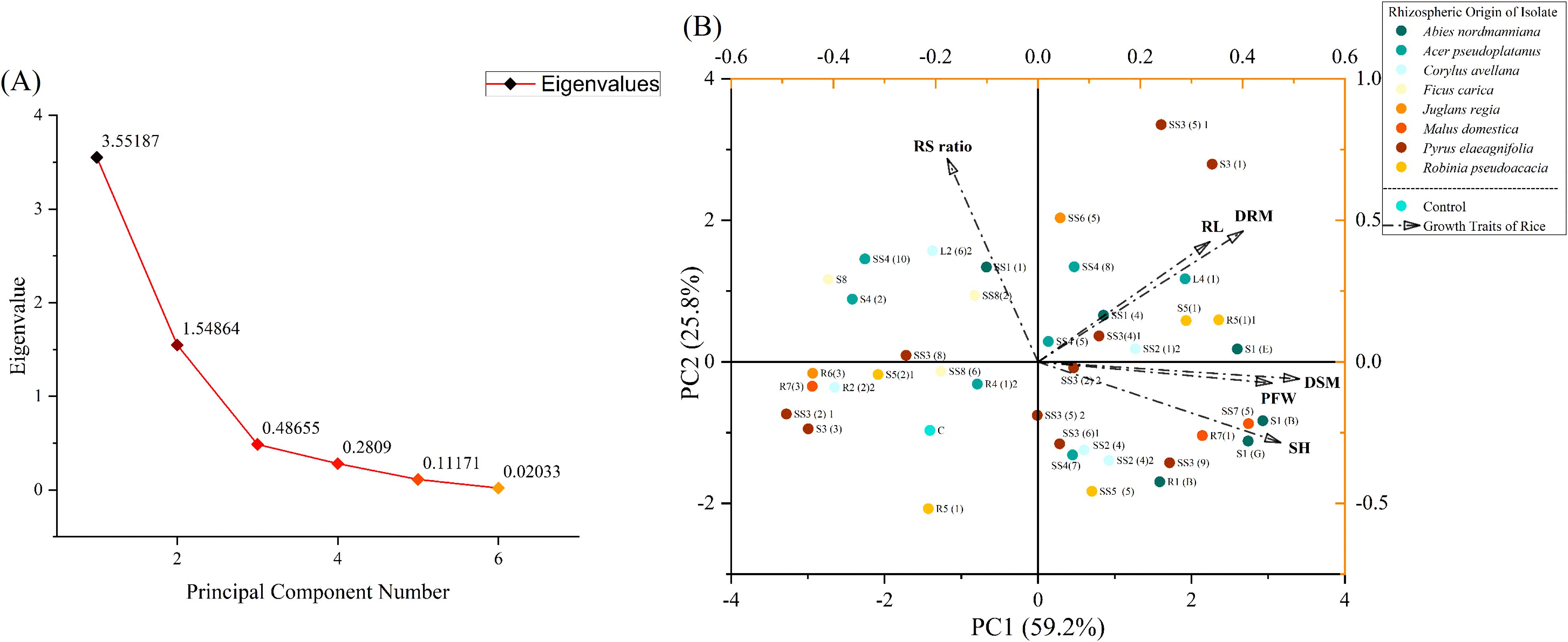 Chart (A) shows a line graph of eigenvalues versus principal component numbers, highlighting a decrease from 3.55187 to 0.02033. Chart (B) is a biplot mapping PC1 (59.2%) and PC2 (25.8%) featuring various colored points representing rhizospheric origins of isolates, with labeled axes and a legend, indicating correlation with rice growth traits.