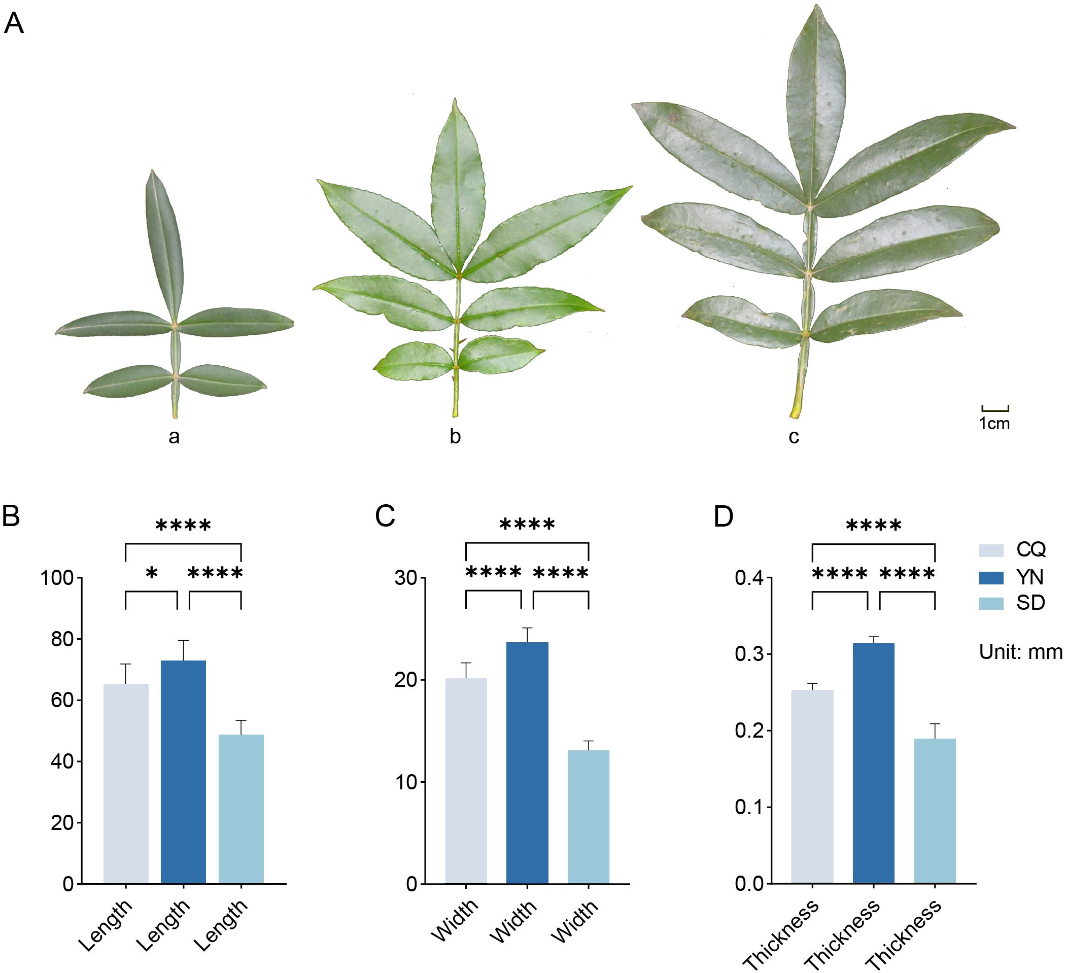 Three images labeled as “a”, “b”, and “c” show different leaf structures. Below are three bar graphs. Graph (B) shows leaf length comparisons in millimeters among three regions (CQ, YN, SD) with significant differences. Graph (C) compares leaf width with similar significant differences. Graph (D) illustrates leaf thickness, again showing significant differences. Each graph uses different shades to represent regions, indicating consistent variance across all parameters.