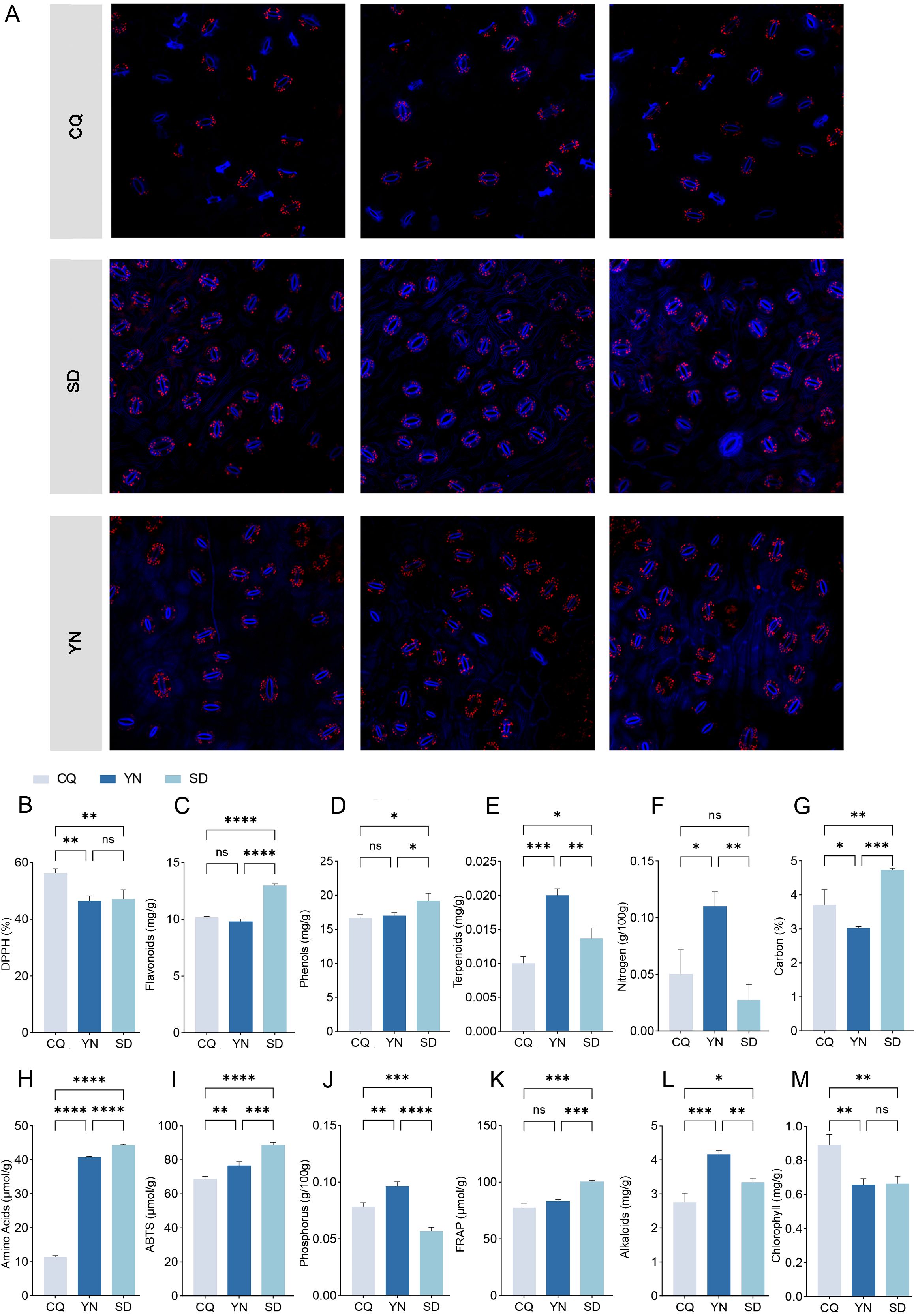 Panel A shows fluorescent microscopy images of samples labeled CQ, SD, and YN, with red and blue staining. Panels B to M feature bar graphs comparing measurements such as percentages and concentrations of various compounds (DPPH, flavonoids, phenols, terpenoids, nitrogen, carbon, amino acids, ABTS, phosphorus, FRAP, alkaloids, chlorophyll) across CQ, YN, and SD with statistical significance annotations.