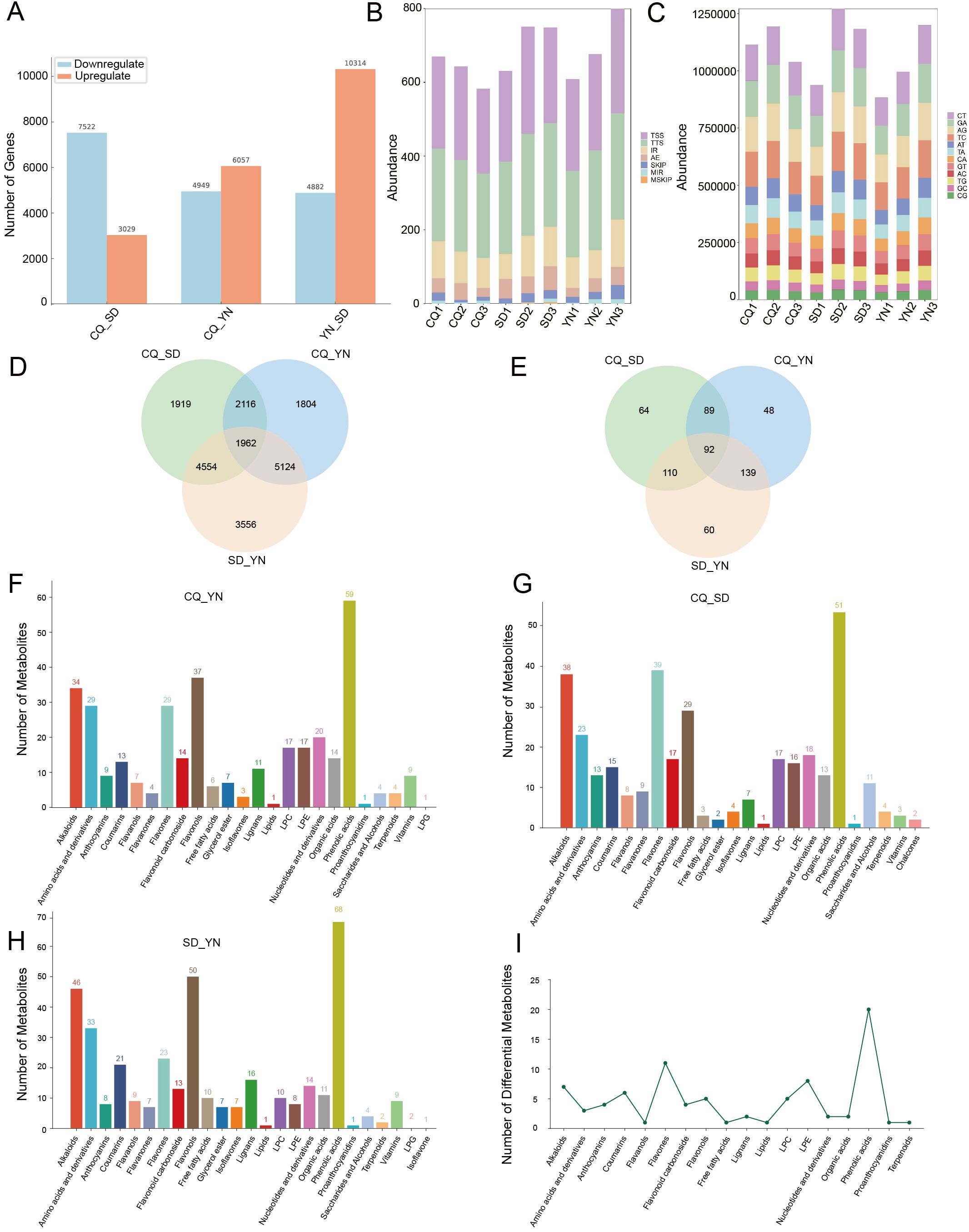 Image contains multiple charts and diagrams. A) Bar chart showing number of genes with blue for downregulated and orange for upregulated across four categories: CQ_SD, CQ_YN, WY_SD, WY_YN. B) Stacked bar chart displaying abundance of various components, color-coded. C) Detailed stacked bar chart showing abundance of components labeled in legend. D) Venn diagram illustrating overlap of gene groups in CQ_SD, CQ_YN, SD_YN. E) Venn diagram for another set of data with three categories. F, G, H) Bar charts indicating the number of metabolites across various categories for CQ_YN, CQ_SD, and SD_YN. I) Line graph showing number of differential metabolites across various categories. Each chart provides data on gene or metabolite distribution and abundance.