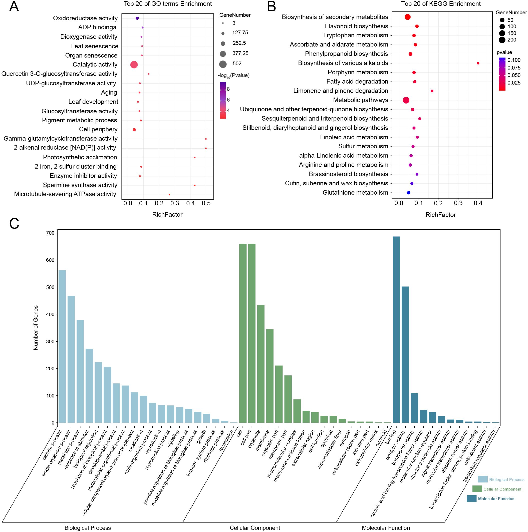 Panel A displays a dot plot of the top 20 GO term enrichments, with gene numbers represented by dot size and p-values by color. Panel B shows a similar dot plot for the top 20 KEGG pathway enrichments. Panel C presents a bar chart categorizing the number of genes into biological processes, cellular components, and molecular functions, each represented by different colors.