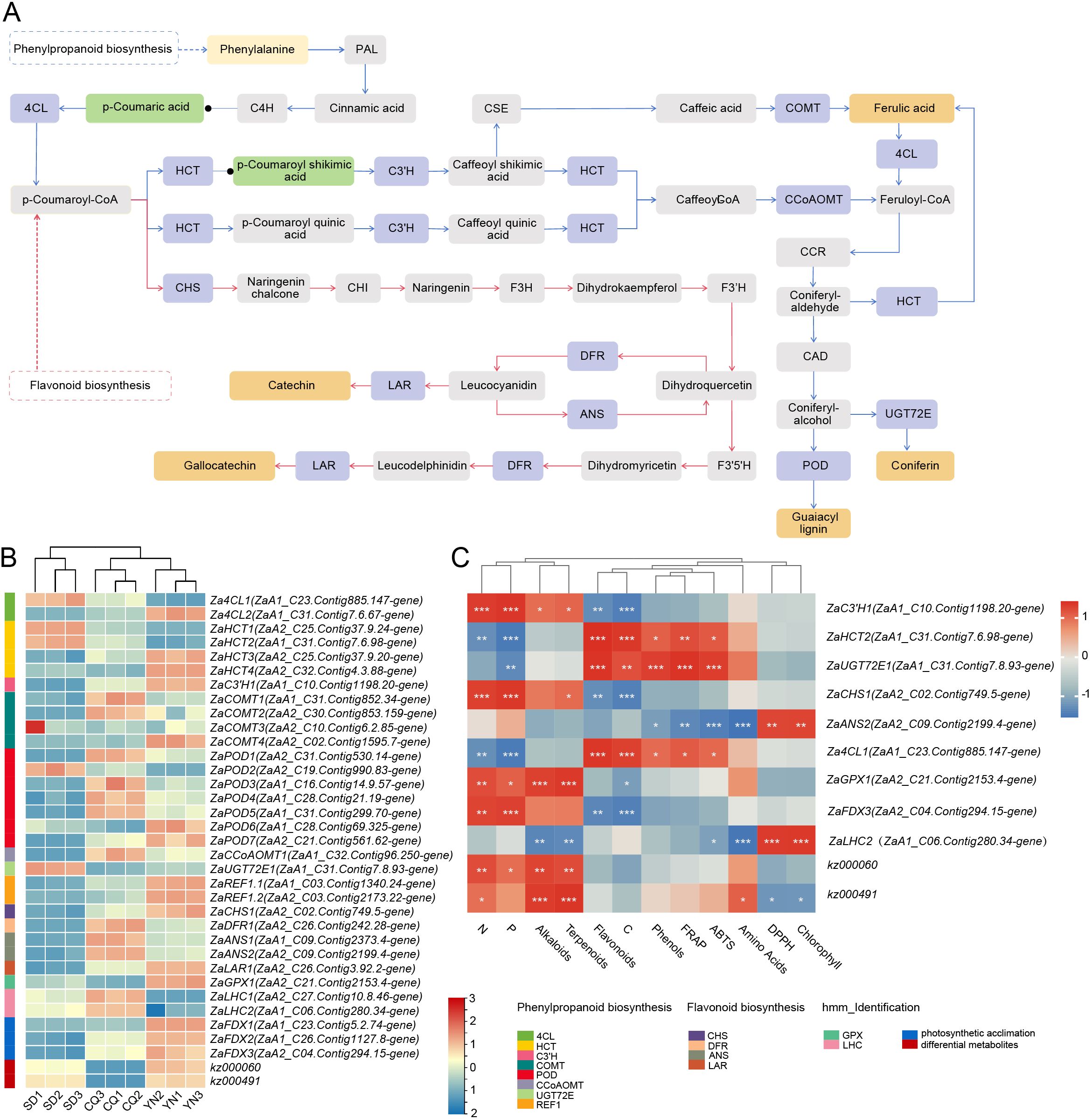 Diagram and heat maps related to phenylpropanoid and flavonoid biosynthesis. Panel A shows a complex pathway with phenylalanine converting through multiple steps into various compounds, highlighting intermediates like p-coumaric acid and ferulic acid. Panel B displays a heat map with gene expression clustering in various conditions, using colors to indicate expression levels. Panel C shows another heat map with different clustering and conditions, with colors representing similar data points. A legend explains pathways and color codes for phenylpropanoid and flavonoid biosynthesis.