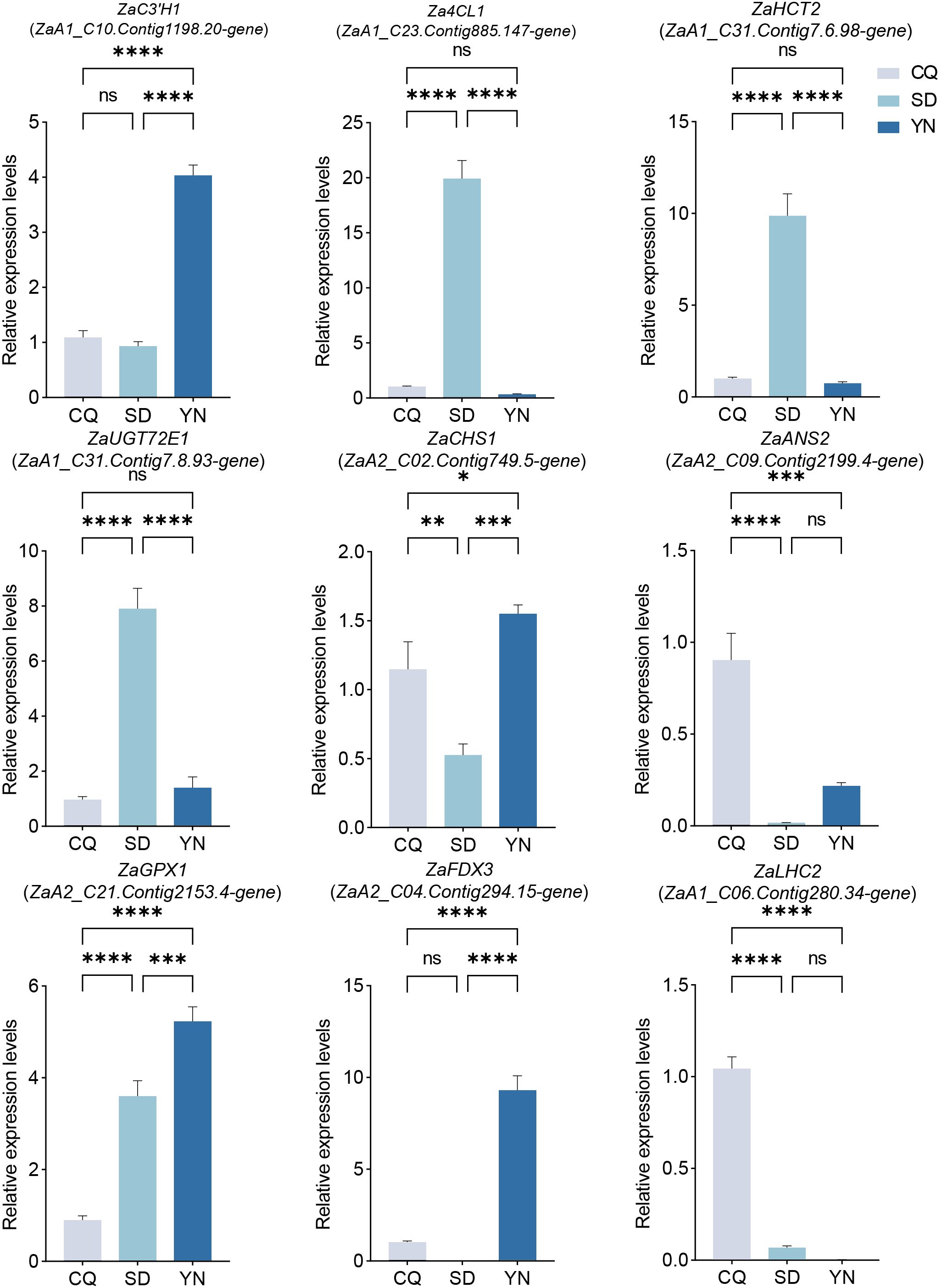 Bar chart displaying relative expression levels of various genes across three conditions: CQ, SD, and YN. Each gene panel (ZaC3'H1, Za4CL1, ZaHCT2, ZaUGT72E1, ZaCHS1, ZaANS2, ZaGPX1, ZaFDX3, ZaLHC2) shows significant differences, marked by asterisks indicating statistical significance levels. Error bars indicate variability.