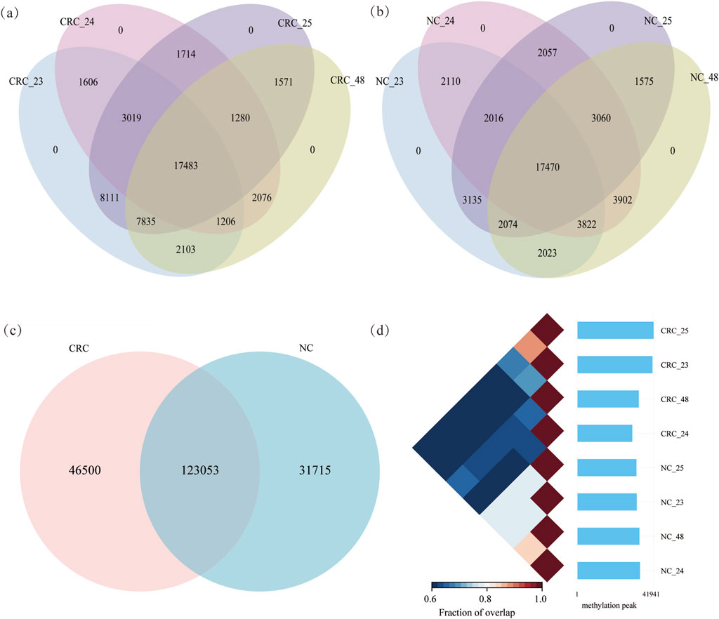 Four panels depicting various data visualizations: (a) A five-set Venn diagram illustrating overlaps among CRC_23, CRC_24, CRC_25, CRC_48, displaying shared and unique counts. (b) Another five-set Venn diagram for NC_23, NC_24, NC_25, NC_48. (c) A two-set Venn diagram comparing CRC and NC with shared and distinct values. (d) A heatmap with a color gradient bar representing the fraction of overlap among CRC and NC groups, with methylation peak counts on the side.
