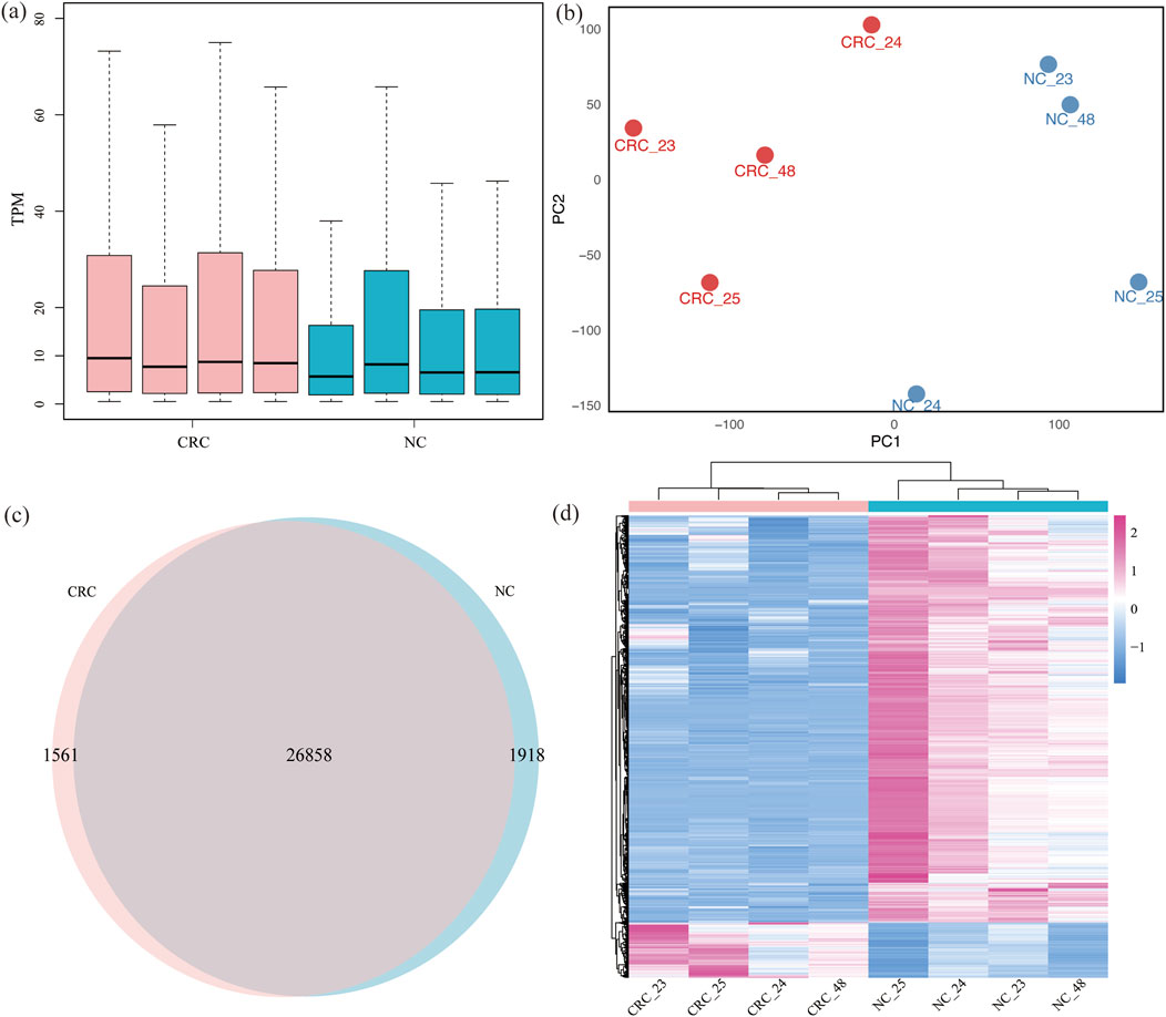 Four-panel scientific illustration. (a) Box plot comparing TPM of CRC and NC groups, showing higher variability in CRC. (b) PCA plot with distinct clustering of CRC and NC groups. (c) Venn diagram showing 1,561 unique to CRC, 1,918 unique to NC, and 26,858 shared. (d) Heatmap with hierarchical clustering, distinguishing CRC and NC expression patterns.