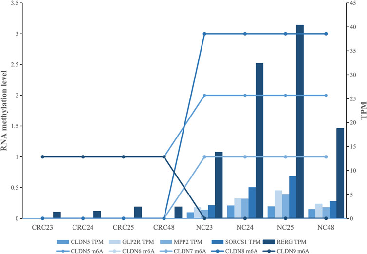 Bar and line graph comparing RNA methylation levels and TPM across six samples (CRC23, CRC24, CRC25, CRC48, NC23, NC24, NC25, NC48). Bars represent TPM for different genes, while lines show RNA methylation levels for CLAUDINs. Dual y-axes display RNA methylation and TPM.