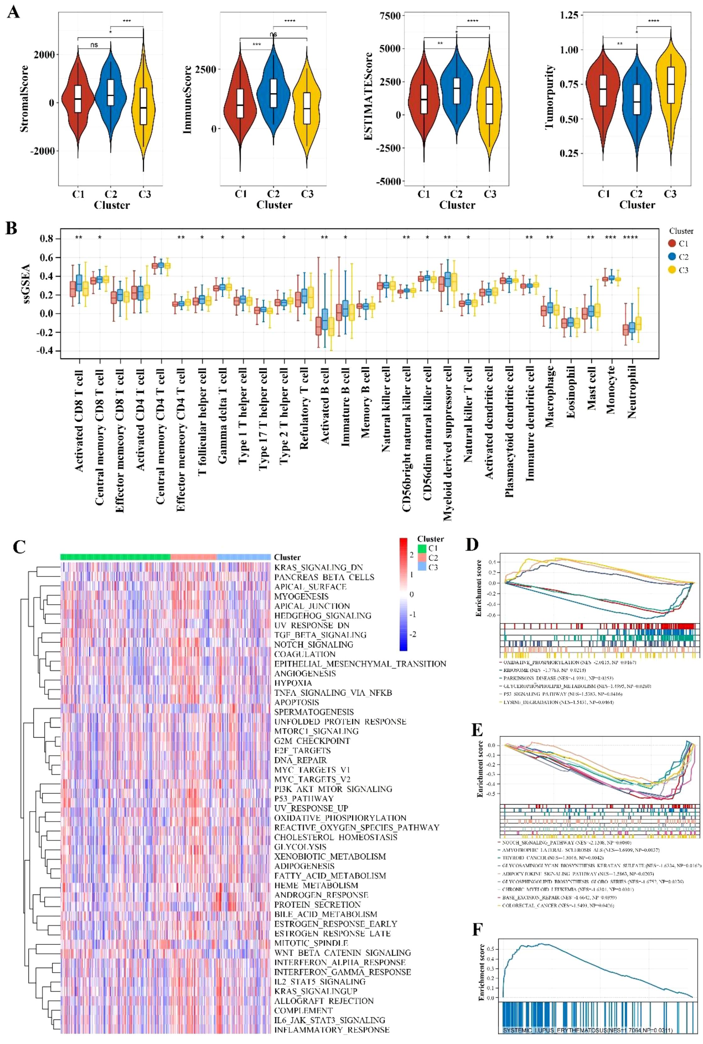 A set of visualizations representing various biological data analyses. Panel A includes four violin plots comparing StromalScore, ImmuneScore, ESTIMATEScore, and TumorPurity across three clusters. Panel B shows a box plot of ssGSEA scores for different immune cells across clusters. Panel C presents a heatmap with hierarchical clustering of pathways such as KRAS signaling and hypoxia. Panels D and E show enrichment plots for pathways, with lines indicating enrichment scores. Panel F is another enrichment plot with a detailed score curve and a barcode plot, indicating gene set enrichment.