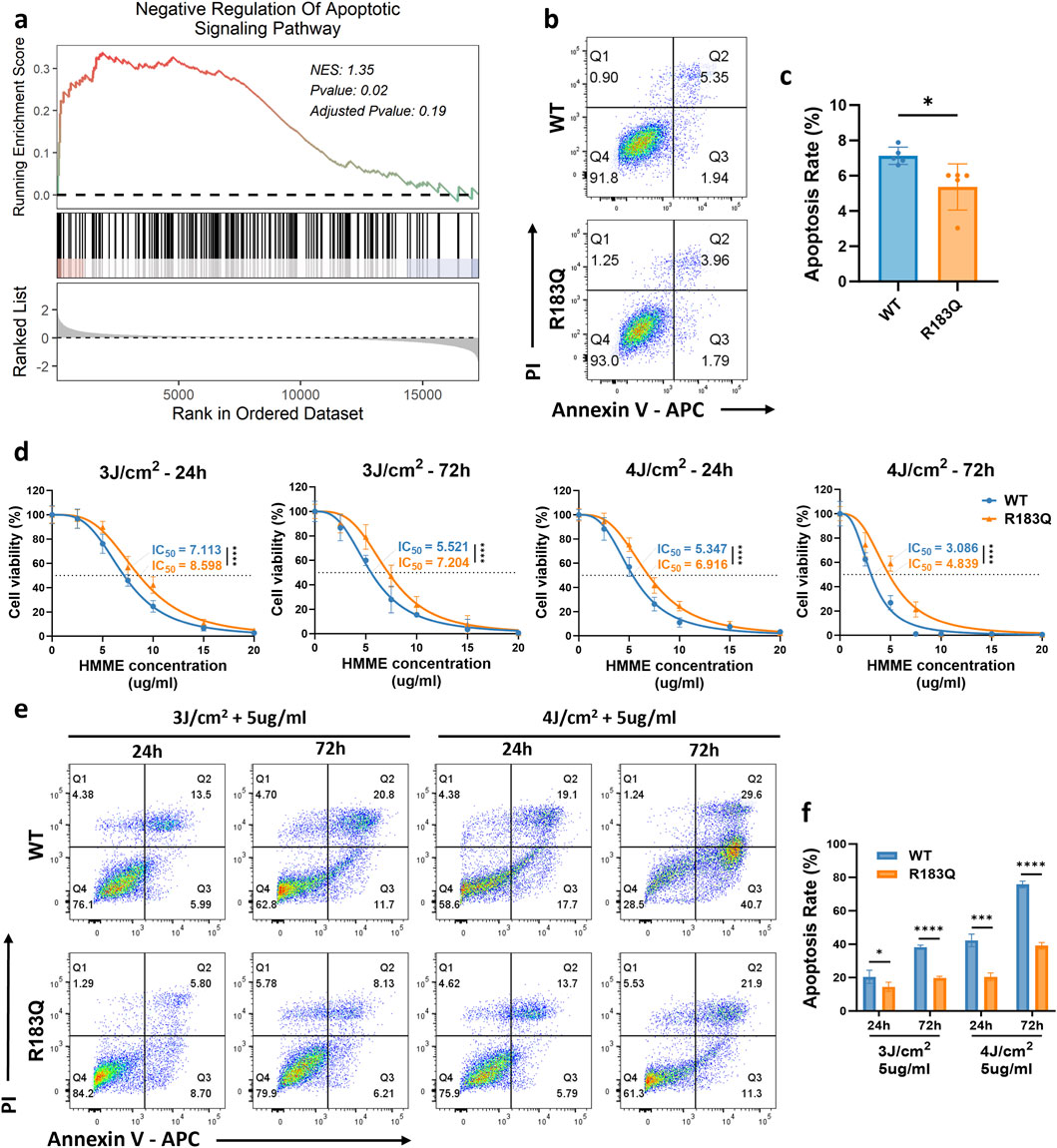 Panel a shows a line graph with a running enrichment score for the negative regulation of apoptotic signaling, with NES, p-value, and adjusted p-value given. Panel b displays flow cytometry plots of WT and R183Q, showing apoptosis via Annexin V and PI staining. Panel c is a bar graph comparing apoptosis rates in WT and R183Q, with significance indicated. Panel d includes four line graphs of cell viability versus HMME concentration at different doses and time points, showing IC50 values. Panel e presents additional flow cytometry plots for WT and R183Q across various conditions. Panel f is a bar graph comparing apoptosis rates under specified conditions, indicating significant differences.