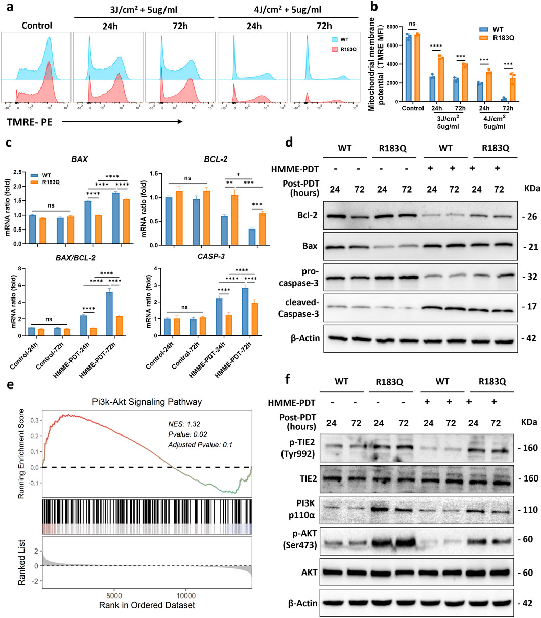 Composite image showing multiple panels of scientific data related to mitochondrial function and signaling pathways. Panel (a) presents flow cytometry histograms of TMRE-PE staining comparing WT and R183Q samples under various conditions. Panel (b) is a bar graph depicting mitochondrial membrane potential measurements for both WT and R183Q. Panel (c) displays bar graphs of mRNA ratios for genes BAX, BCL-2, BAX/BCL-2, and CASP-3. Panel (d) shows Western blots for Bcl-2, Bax, pro-caspase-3, and cleaved caspase-3, normalized to β-Actin. Panel (e) is a GSEA plot for the PI3K-Akt signaling pathway. Panel (f) features Western blots for p-TIE2, TIE2, PI3K p110α, p-AKT, AKT, and β-Actin.