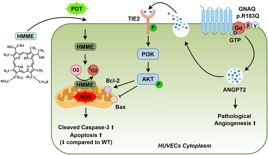 Diagram illustrating a cellular pathway involving HMME and PDT. HMME reacts with oxygen, producing ROS in mitochondria, leading to increased caspase-3 cleavage and apoptosis. Simultaneously, GNAQ activates ANGPT2 via TIE2, PI3K, and AKT signaling, promoting pathological angiogenesis. This occurs in HUVECs cytoplasm.