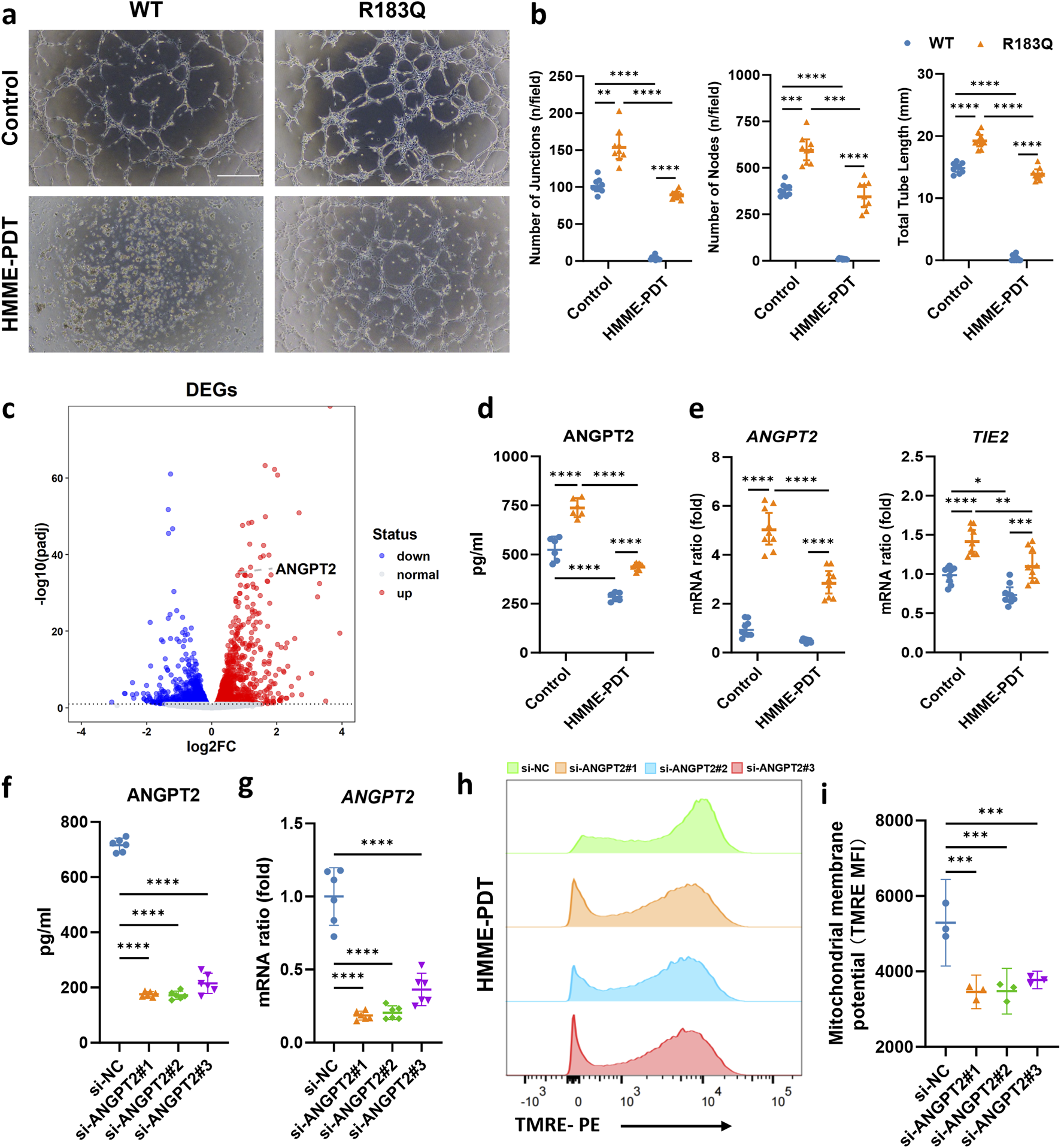 Figures illustrating experimental results are presented in several panels. Panel (a) shows images of cell structures under two conditions: control and treated with HMME-PDT, comparing WT and R183Q. Panel (b) features three graphs detailing the number of junctions, nodes, and total tube length under the same conditions. Panel (c) displays a volcano plot of differentially expressed genes, highlighting ANGPT2. Panel (d) presents a graph of ANGPT2 protein levels in different conditions. Panel (e) shows mRNA ratios for ANGPT2 and TIE2. Panel (f) displays a graph of ANGPT2 protein levels for different siRNA treatments. Panel (g) presents mRNA ratios for ANGPT2 under the same treatments. Panel (h) depicts flow cytometry histograms of mitochondrial membrane potential under different siRNA treatments. Panel (i) shows a graph of mitochondrial membrane potential measurements. Statistical significance is marked with asterisks.