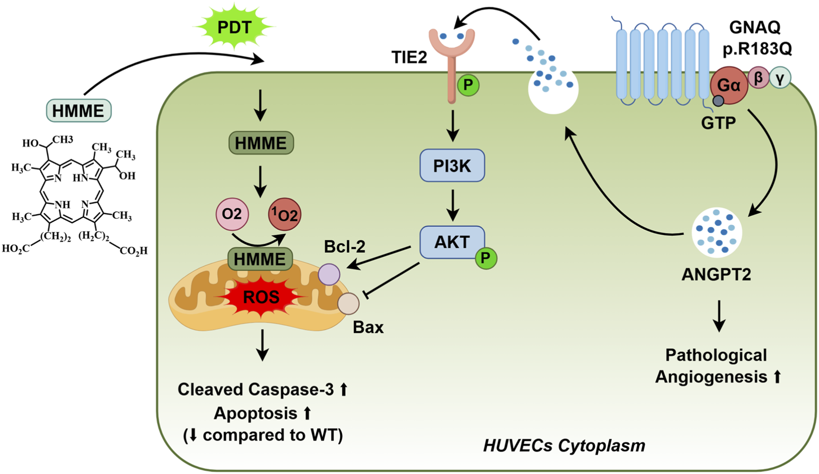 Diagram illustrating a cellular pathway involving HMME and PDT. HMME reacts with oxygen, producing ROS in mitochondria, leading to increased caspase-3 cleavage and apoptosis. Simultaneously, GNAQ activates ANGPT2 via TIE2, PI3K, and AKT signaling, promoting pathological angiogenesis. This occurs in HUVECs cytoplasm.
