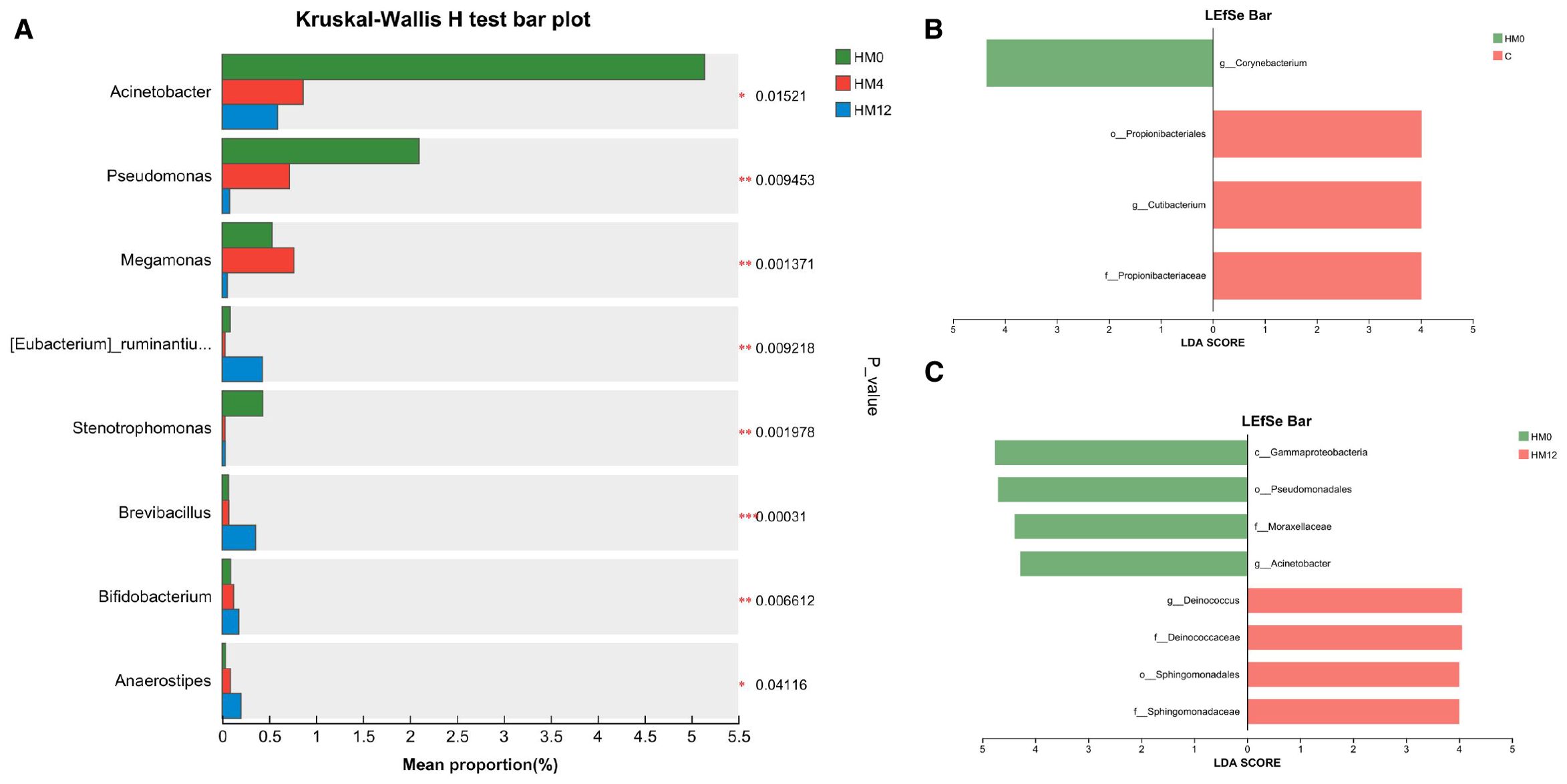 Panel A shows a Kruskal-Wallis H test bar plot for various bacteria, highlighting mean proportions and p-values. Panel B and C display LEfSe bar graphs with LDA scores for different bacterial taxa, comparing groups HM0, HM4, HM12, and C, with colors indicating the groups.