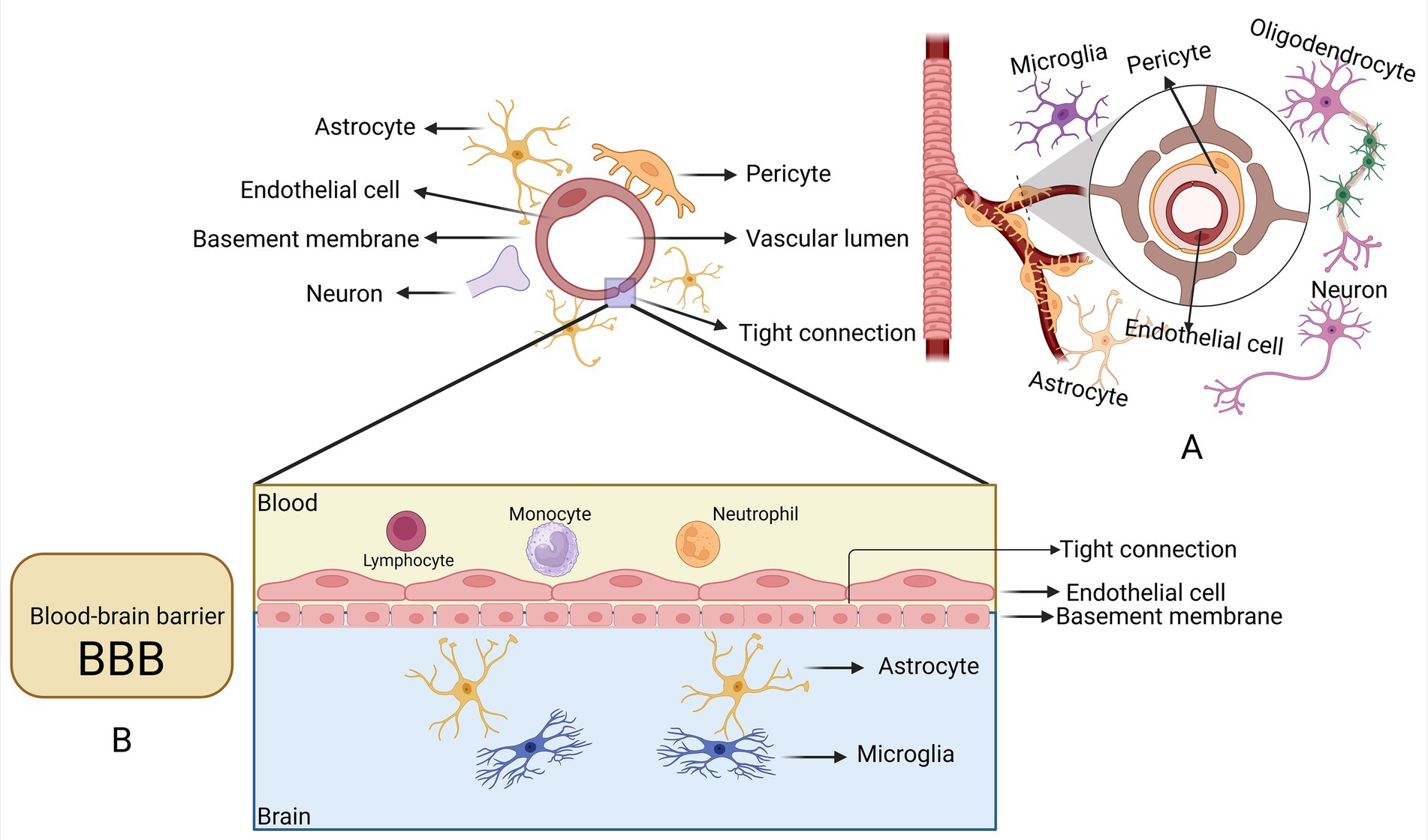 Diagram illustrating the structure of the blood-brain barrier (BBB). Panel A shows a cross-section with astrocytes, endothelial cells, pericytes, neurons, and the vascular lumen, highlighting their tight connections. Panel B expands on the BBB, identifying lymphocytes, monocytes, and neutrophils in blood, and astrocytes and microglia in the brain. Labels detail the basement membrane and tight junctions.
