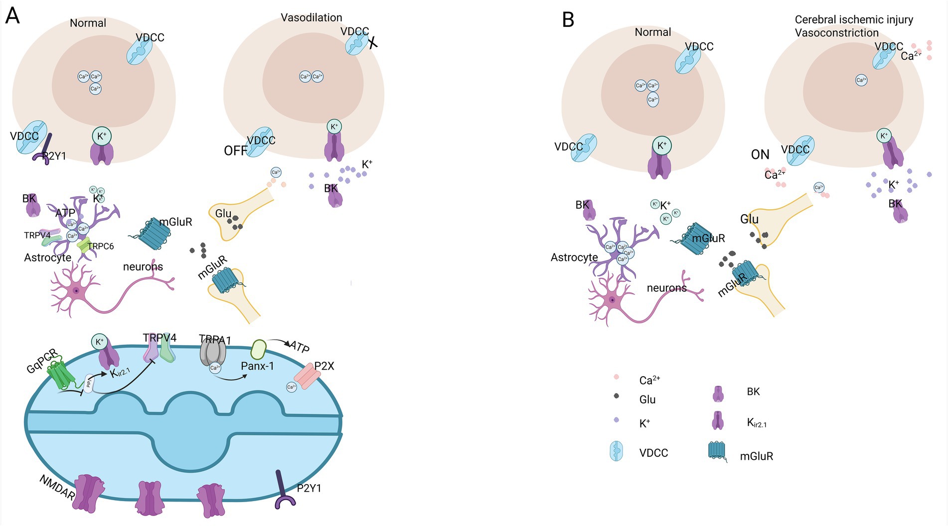 Diagram showing cellular mechanisms involved in vasodilation and vasoconstriction. Panel A illustrates processes under normal and vasodilation conditions, with VDCC, astrocytes, and neurons interacting via TRPV4, TRPC6, ATP, and mGluR pathways. Panel B shows normal and cerebral ischemic injury states leading to vasoconstriction through VDCC, BK channels, and ion exchanges. Key molecules include calcium, glutamate, and potassium, depicted with their respective channels and receptors.