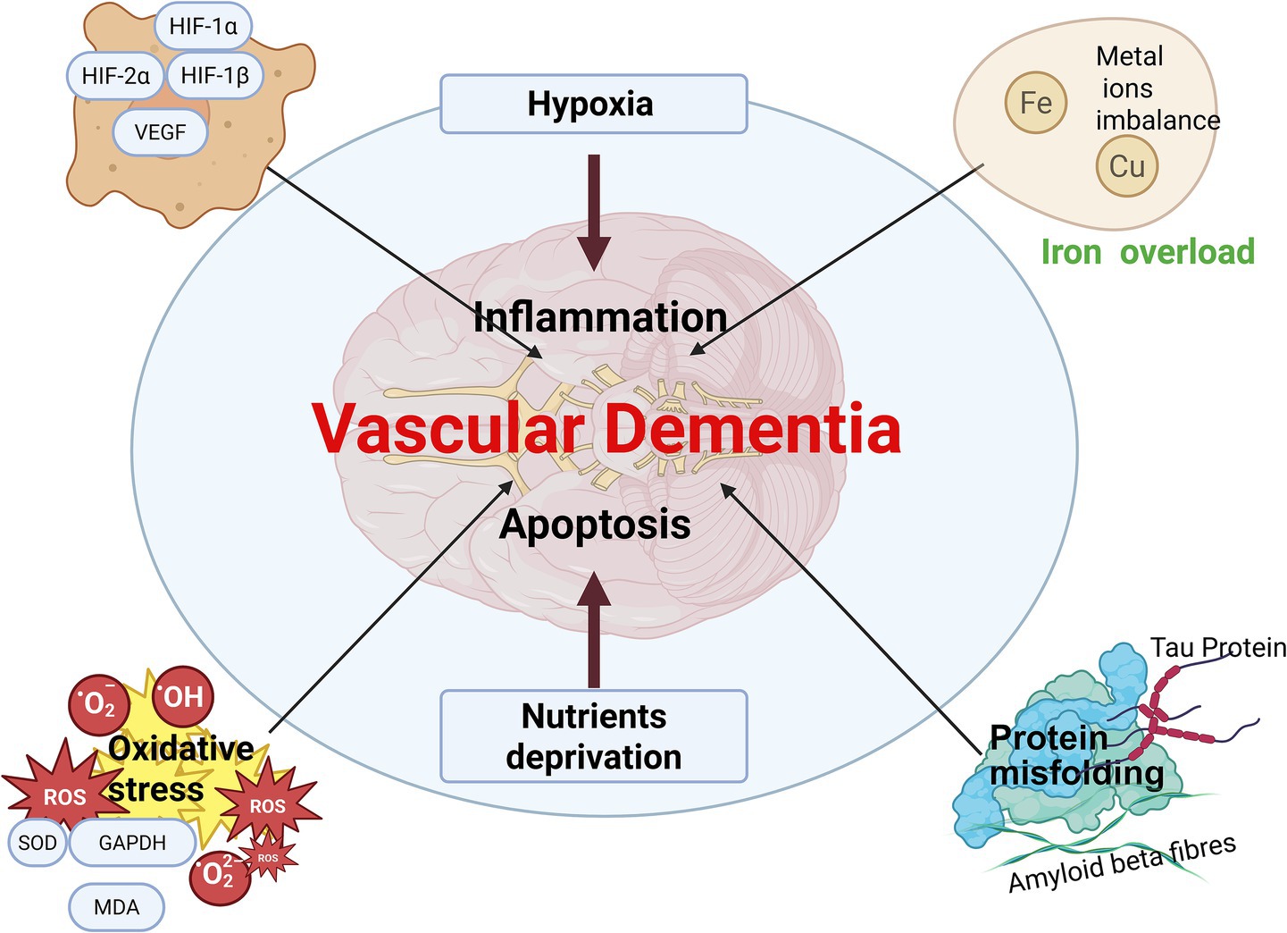 Diagram showing the factors contributing to vascular dementia. Main processes illustrated include hypoxia, iron overload, oxidative stress, nutrients deprivation, and protein misfolding. These lead to inflammation and apoptosis affecting the brain. Involved elements are HIF proteins, VEGF, ROS, SOD, GAPDH, MDA, amyloid beta fibers, and tau protein.