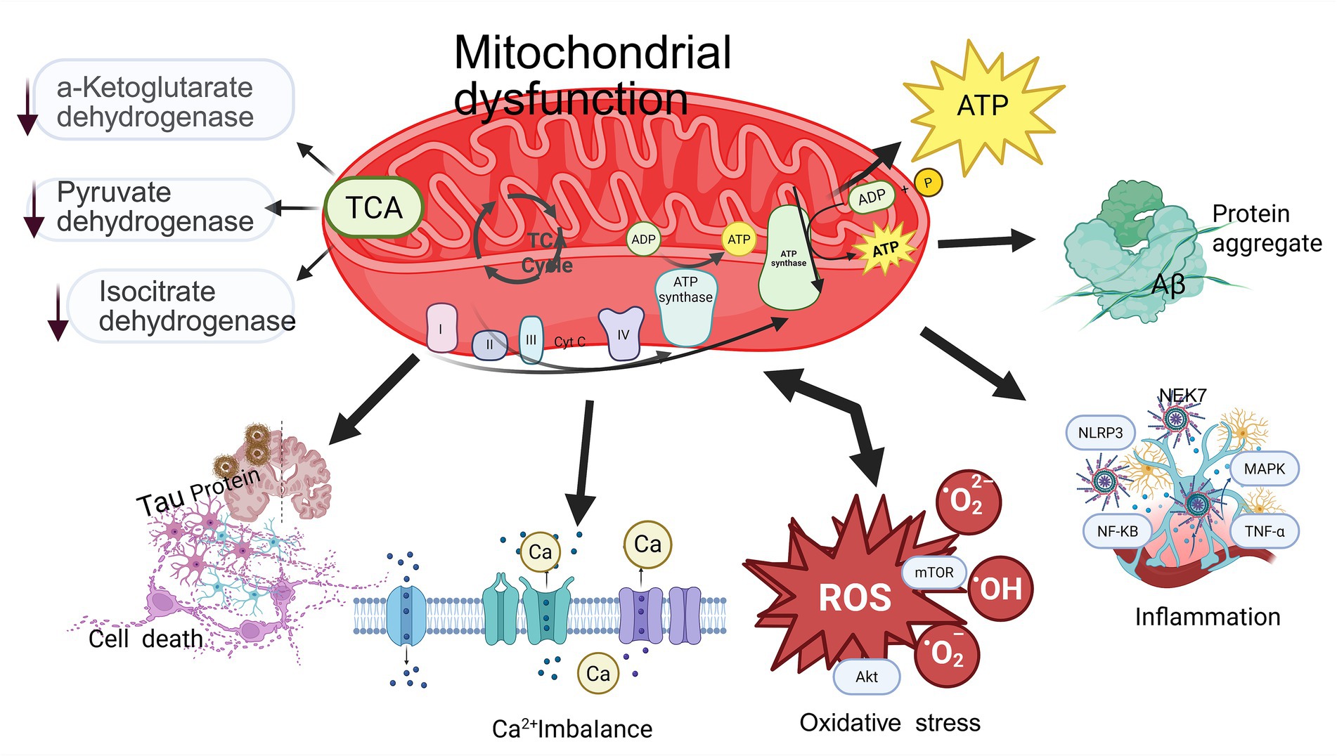 Illustration of mitochondrial dysfunction showing the impact on cellular processes. The TCA cycle is depicted with reduced enzyme activity (α-ketoglutarate, pyruvate, isocitrate dehydrogenases). Arrows lead to ATP production, protein aggregates (Aβ), tau protein accumulation, calcium imbalance, and the generation of reactive oxygen species (ROS), contributing to oxidative stress and inflammation. Inflammation involves proteins like NEK7, NLRP3, and NF-κB. The image emphasizes the links between mitochondrial dysfunction and neurodegenerative processes.