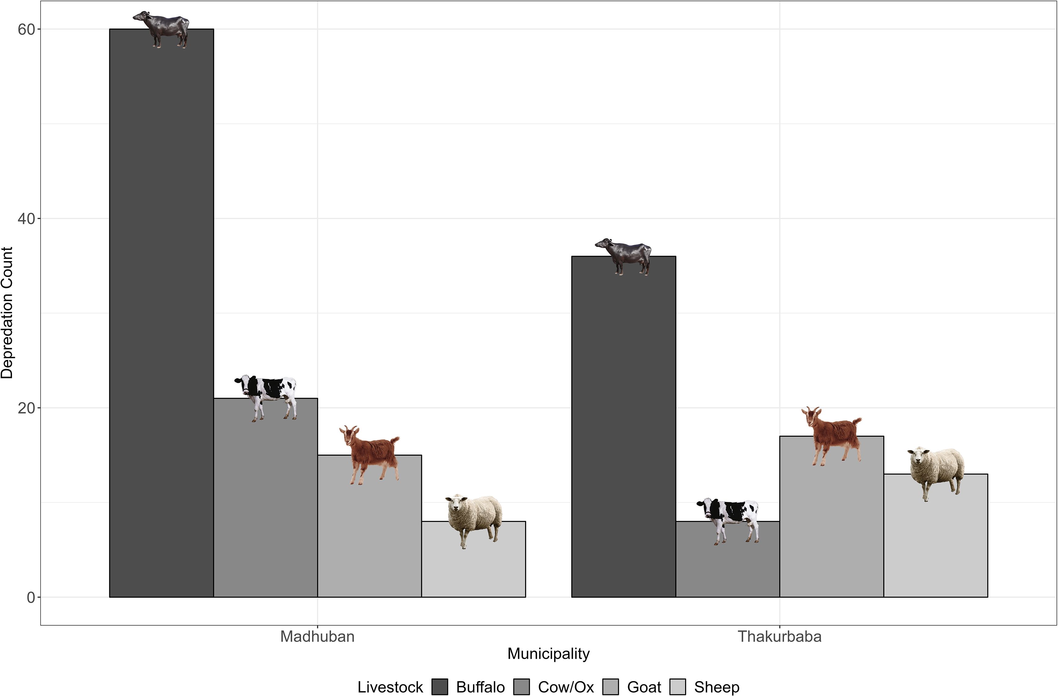 Bar chart comparing depredation counts of livestock in Madhuban and Thakurbaba municipalities. Buffalo has the highest count in both areas. Other livestock include cow/ox, goat, and sheep, with varied counts.