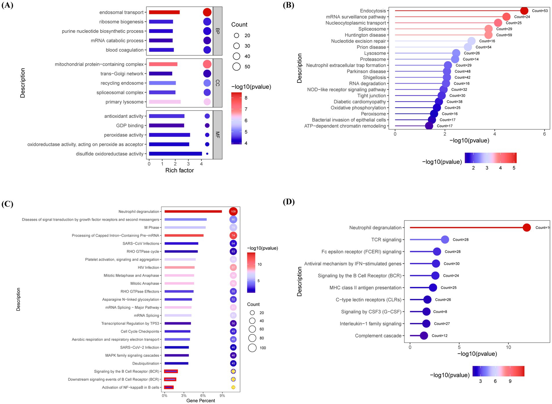 Four panels (A-D) of enriched pathway analyses are displayed using bubble plots. Each panel shows descriptions on the y-axis and statistical values on the x-axis with varying bubble sizes representing the count. Panel (A) has three sections for BP, CC, and MF categories. Panels (B), (C), and (D) show different pathways with color gradients indicating p-values. The color scale ranges from blue to red for significance level, and the bubble size denotes item count or gene percent for (C).