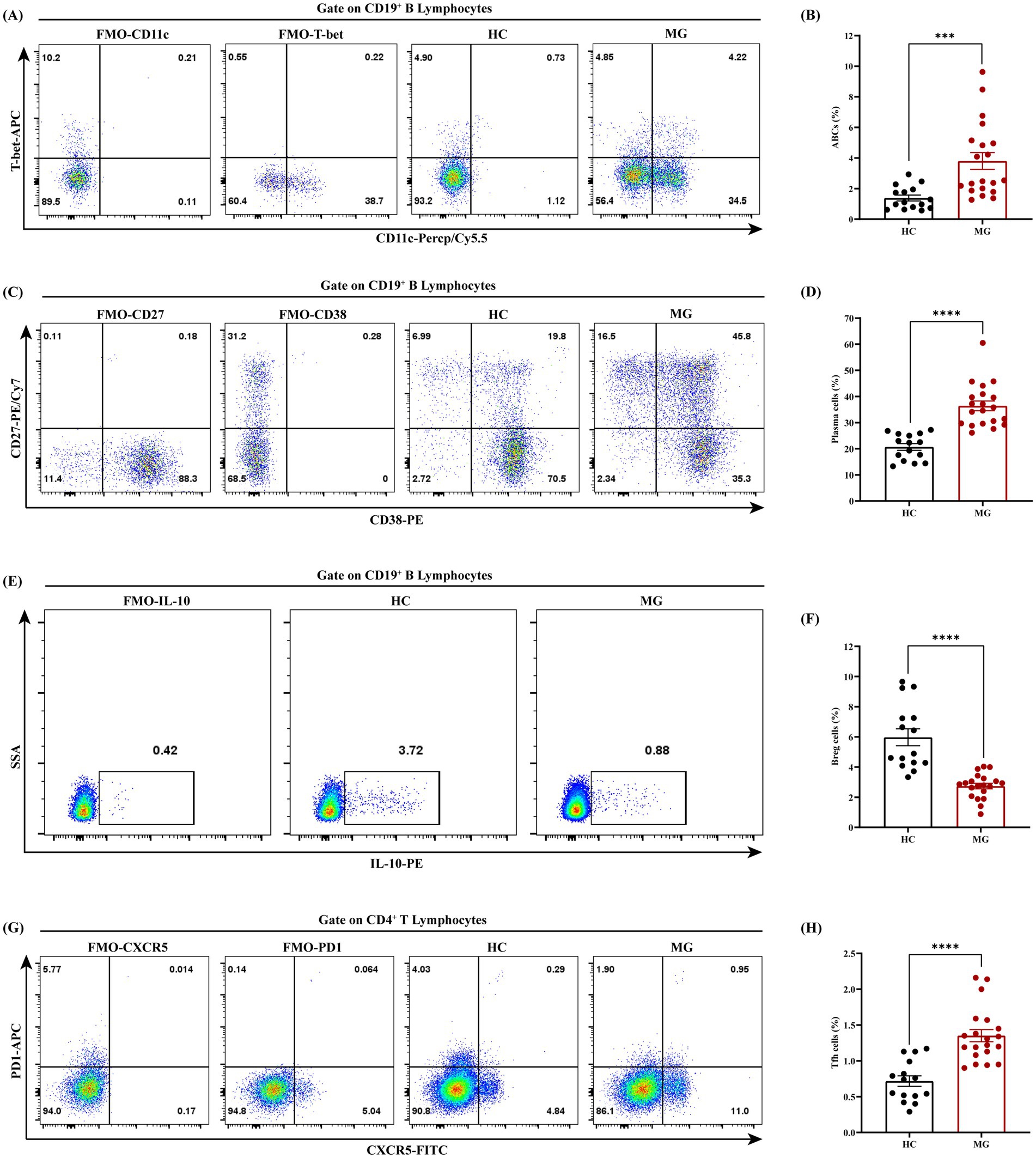 Flow cytometry panels showing data on CD19⁺ B lymphocytes and CD4⁺ T lymphocytes. Panels (A), (C), (E), and (G) display dot plots for various markers. Panels (B), (D), (F), and (H) show corresponding bar graphs with scatter plots, comparing HC (healthy controls) and MG (myasthenia gravis) groups. Statistical significance is marked with asterisks, with more asterisks indicating higher significance levels.
