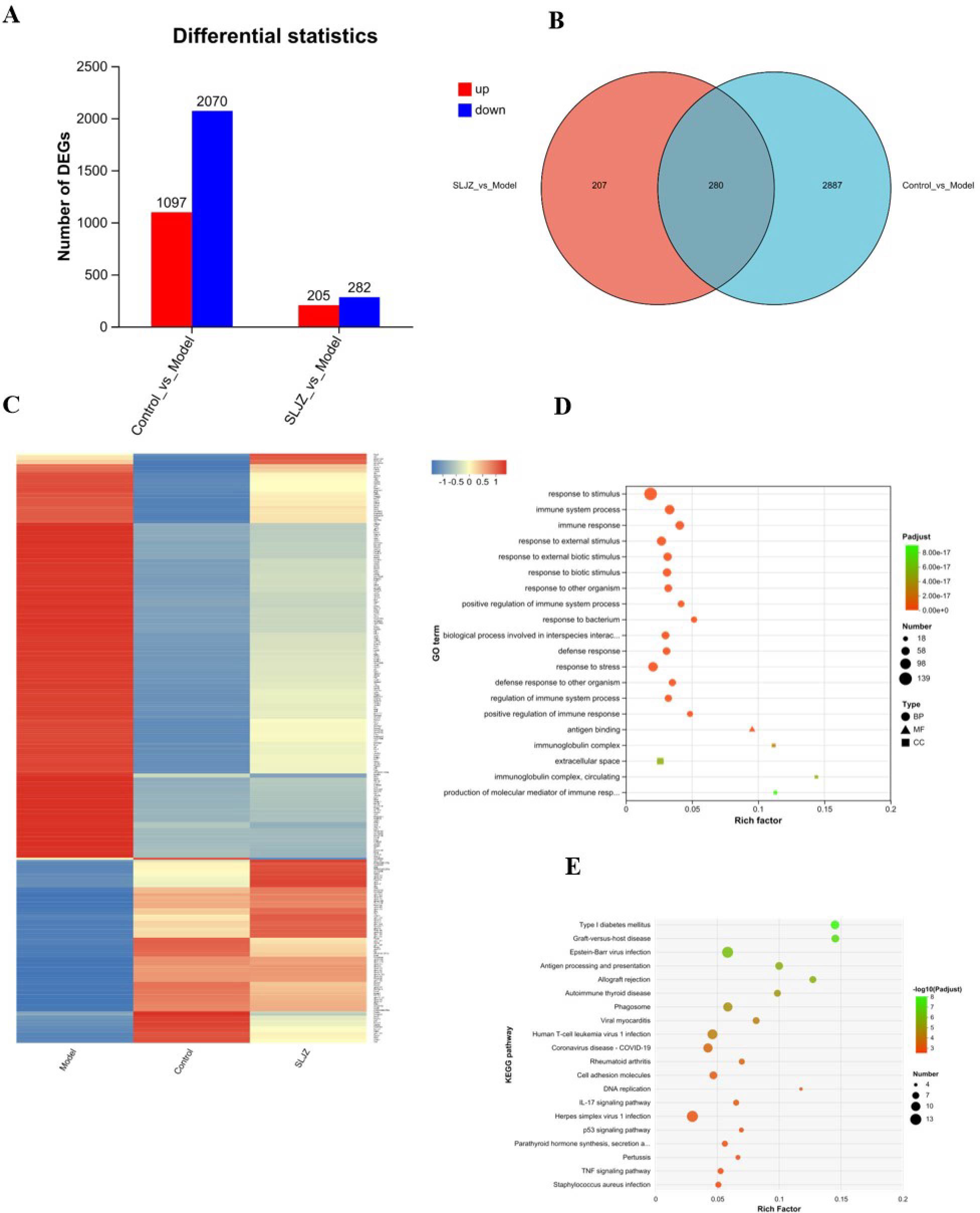 Panel A displays a bar chart showing differential expression statistics with counts of upregulated (red) and downregulated (blue) genes for Control vs. Model and SLZ vs. Model comparisons. Panel B is a Venn diagram illustrating overlapping differentially expressed genes between SLZ vs. Model and Control vs. Model. Panel C is a heatmap showing gene expression levels across Model, Control, and SLZ groups. Panel D is a scatter plot of gene ontology enrichment analysis with dot size indicating gene number and color denoting p-value. Panel E shows a similar scatter plot for KEGG pathway enrichment analysis.