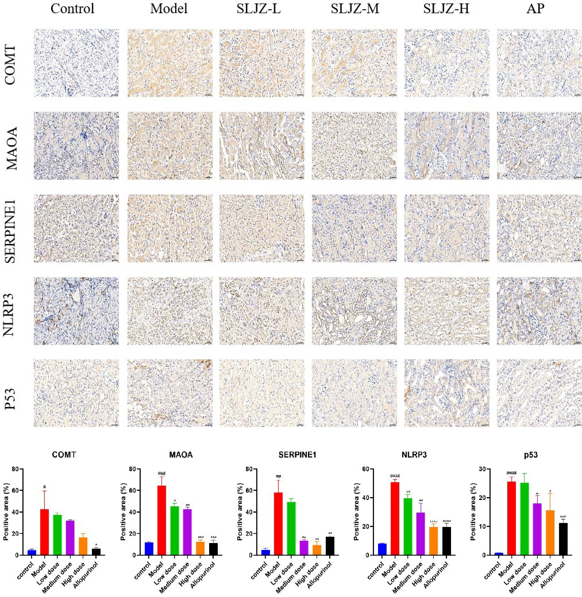 Microscopy images and bar graphs showing expression levels of COMT, MAOA, SERPINE1, NLRP3, and P53 across different conditions: Control, Model, SLJZ-L, SLJZ-M, SLJZ-H, and AP. Five rows display the staining levels for each protein, while corresponding bar graphs below depict the percentage of positive areas for each protein under the same conditions.