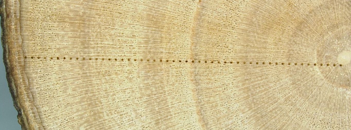 Cross-section of a tree trunk showing growth rings and a horizontal line of evenly spaced small holes. The rings and holes indicate patterns of growth and structure.