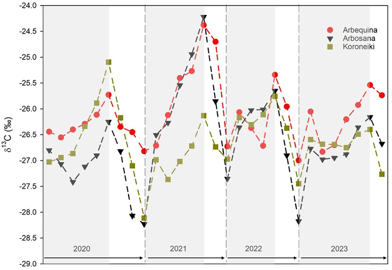 Line graph showing δ13C values in per mil from 2020 to 2023 for three olive varieties: Arbequina (red circles), Arbosana (black triangles), and Koroneiki (green squares). Data exhibits cyclical peaks and troughs across all varieties with noticeable variability each year.