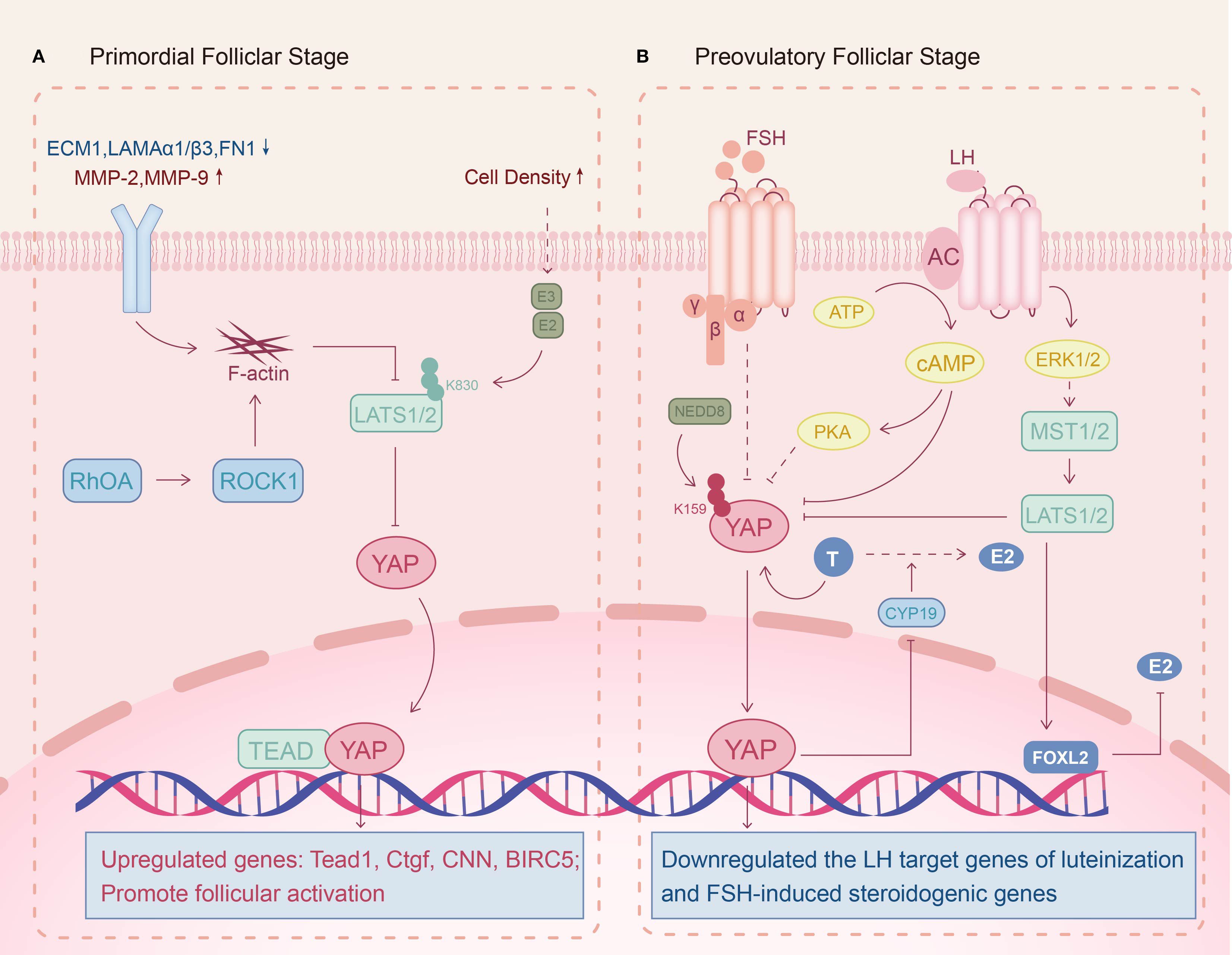 Diagram illustrating molecular pathways in follicular development. Panel A shows the primordial follicular stage, where reduced extracellular matrix stiffness and the RhOA/ROCK1 pathway can upregulate follicle-activating genes by inducing the formation of F-actin, which promotes the nuclear translocation of YAP; whereas increased cell density with enhanced LATS1/2 activity represses the expression of YAP target genes. Panel B depicts the preovulatory stage, where androgens induce the overexpression of YAP, which blocks the FSH and LH pathways acting through cAMP/PKA and ERK1/2 pathways, down-regulating luteinising LH target genes and FSH-induced steroidogenic genes.
