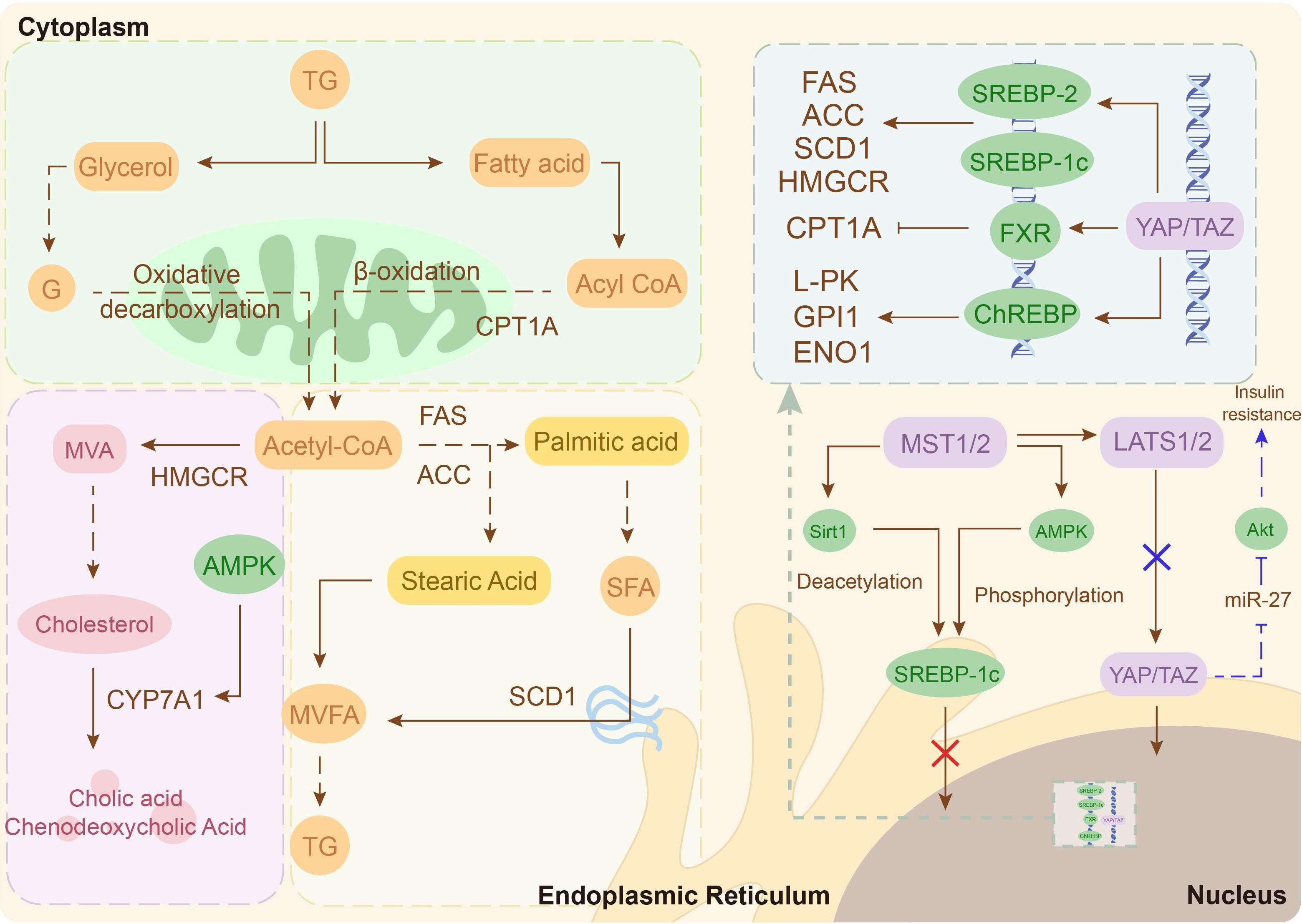 Schematic diagram depicting lipid metabolism pathways in the cytoplasm, endoplasmic reticulum and nucleus. The figure shows that the major components of the Hippo signaling pathway, MST1/2, LATS1/2 and YAP/TAZ, are involved in lipid metabolism through key molecules such as AMPK, SREBP-1c/2 and FXR.