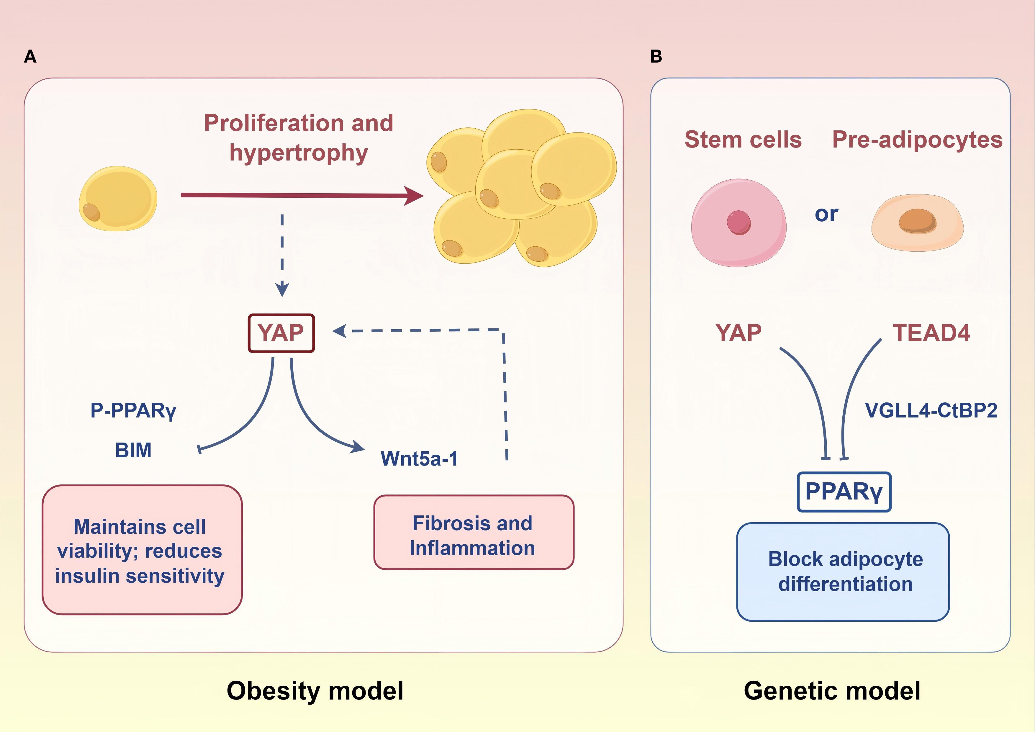 Diagram illustrating two models: obesity model (A) and genetic model (B). In the obesity model, YAP mediated proliferation and hypertrophy of mature adipocytes. In the genetic models, YAP and TEAD4 interacted with PPARG to prevent stem cell adipogenic differentiation.