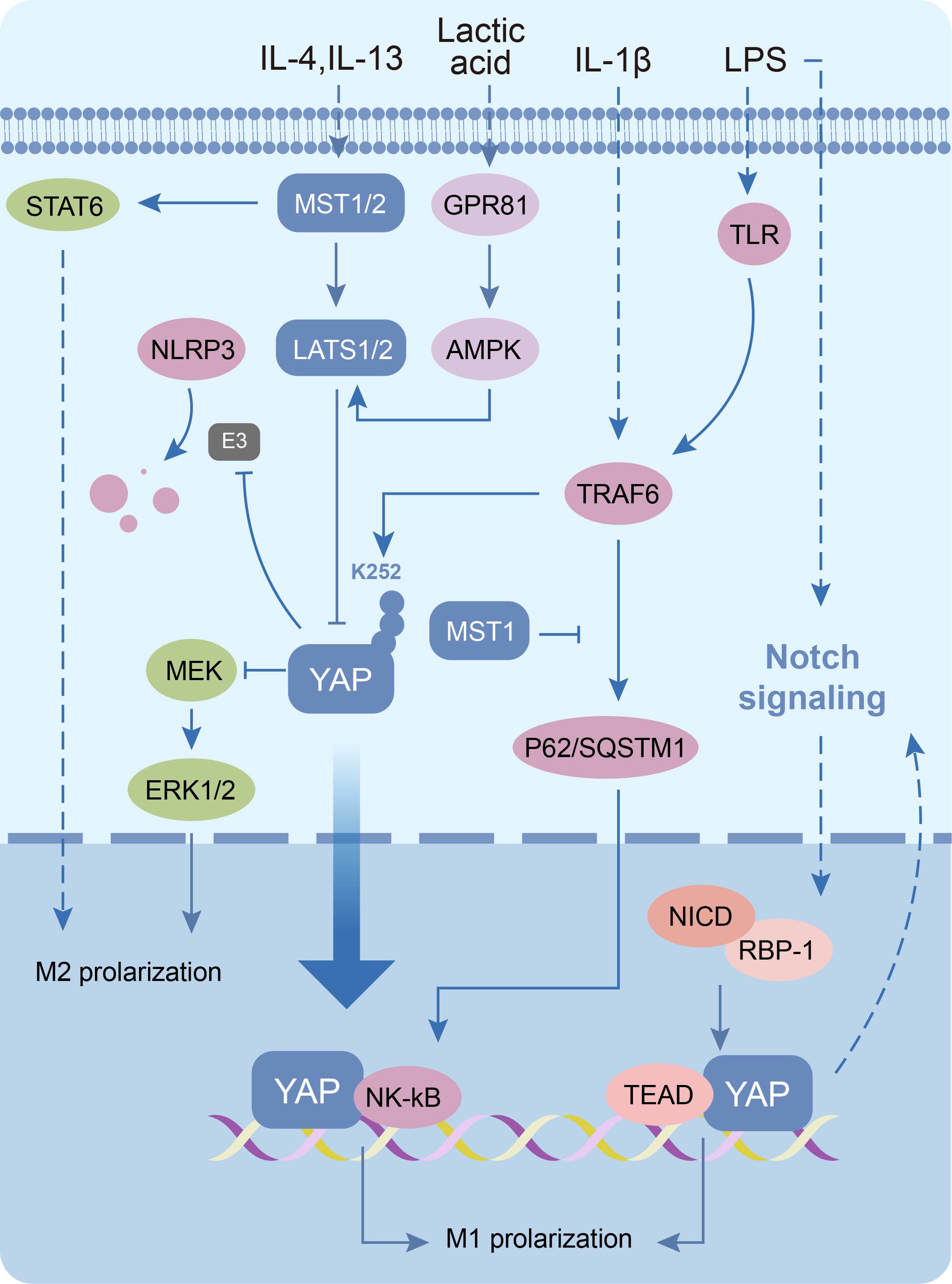 Diagram showing signaling pathways involving IL-4, IL-13, lactic acid, IL-1β, and LPS affecting proteins like MST1/2, GPR81, AMPK, YAP, TRAF6, and TLR. The pathways influence processes like M1 and M2 polarization, involving molecular interactions with MEK, ERK1/2, NK-kB, and NICD. Effects are shown through arrows representing activation or inhibition.