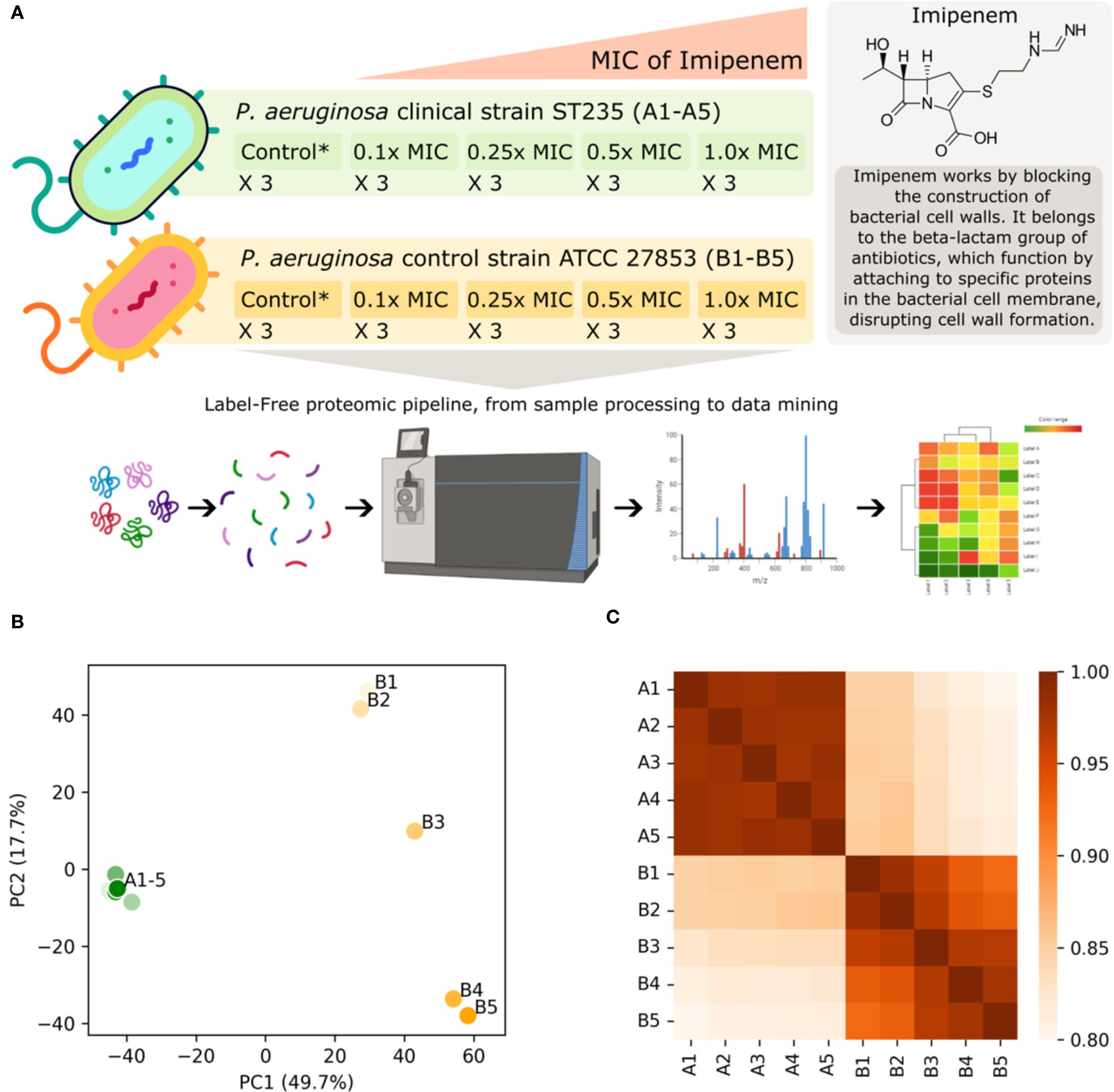 Infographic showing the effect of Imipenem on two strains of P. aeruginosa and a label-free proteomic pipeline. Panel A illustrates the minimum inhibitory concentration (MIC) of Imipenem on strain ST235 (A1-A5) and strain ATCC 27853 (B1-B5) with a proteomic workflow. Panel B displays a PCA plot showing clusters for both strains. Panel C presents a heatmap indicating protein expression levels across samples, with a color gradient from light to dark indicating expression intensity.