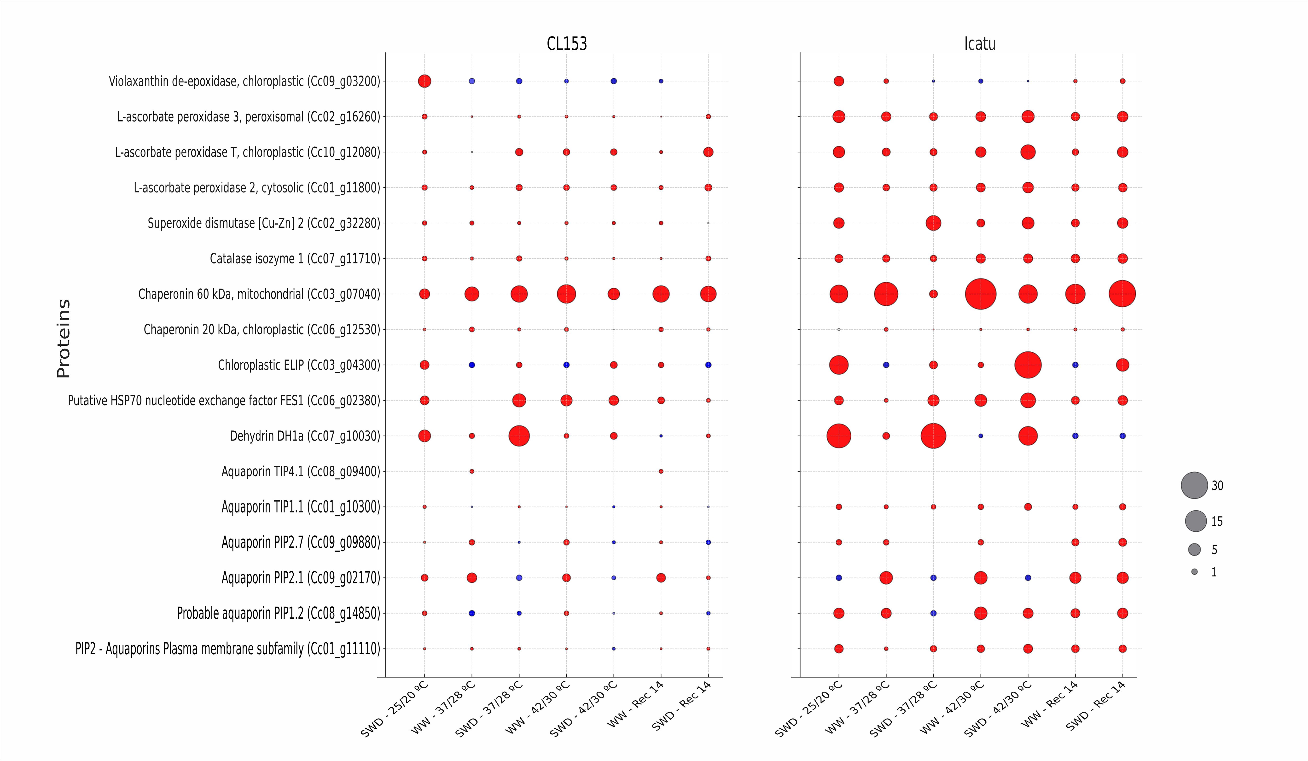 A bubble chart comparing protein expression in two groups labeled CL153 and Icatu. Different proteins are listed on the vertical axis, with conditions on the horizontal axis. Bubble sizes indicate expression levels, with larger red bubbles showing higher expression. A legend on the right shows bubble sizes corresponding to values one, five, fifteen, and thirty.