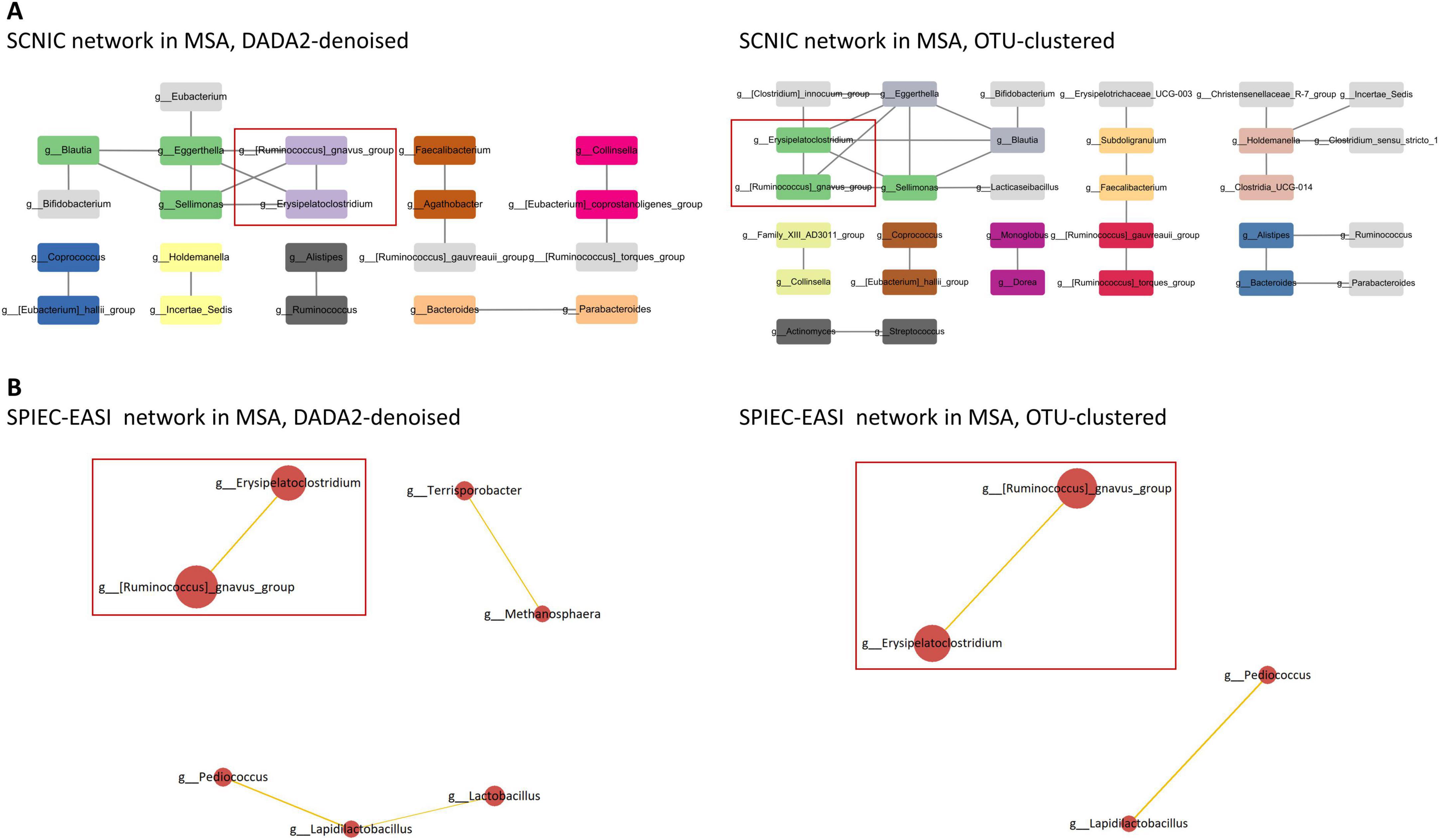 Two panels of microbial interaction networks compare the SCNIC and SPIEC-EASI methods. Panel A shows the SCNIC networks, where nodes represent microbial taxa and varied colors indicate module membership. Panel B shows the SPIEC-EASI networks, with node size scaled by the mean CLR-transformed abundance and edge width proportional to the absolute connection weight. Orange edges denote positive correlations, and blue edges denote negative correlations. In MSA, a positive interaction between Ruminococcus gnavus group and Erysipelatoclostridium was consistently observed.