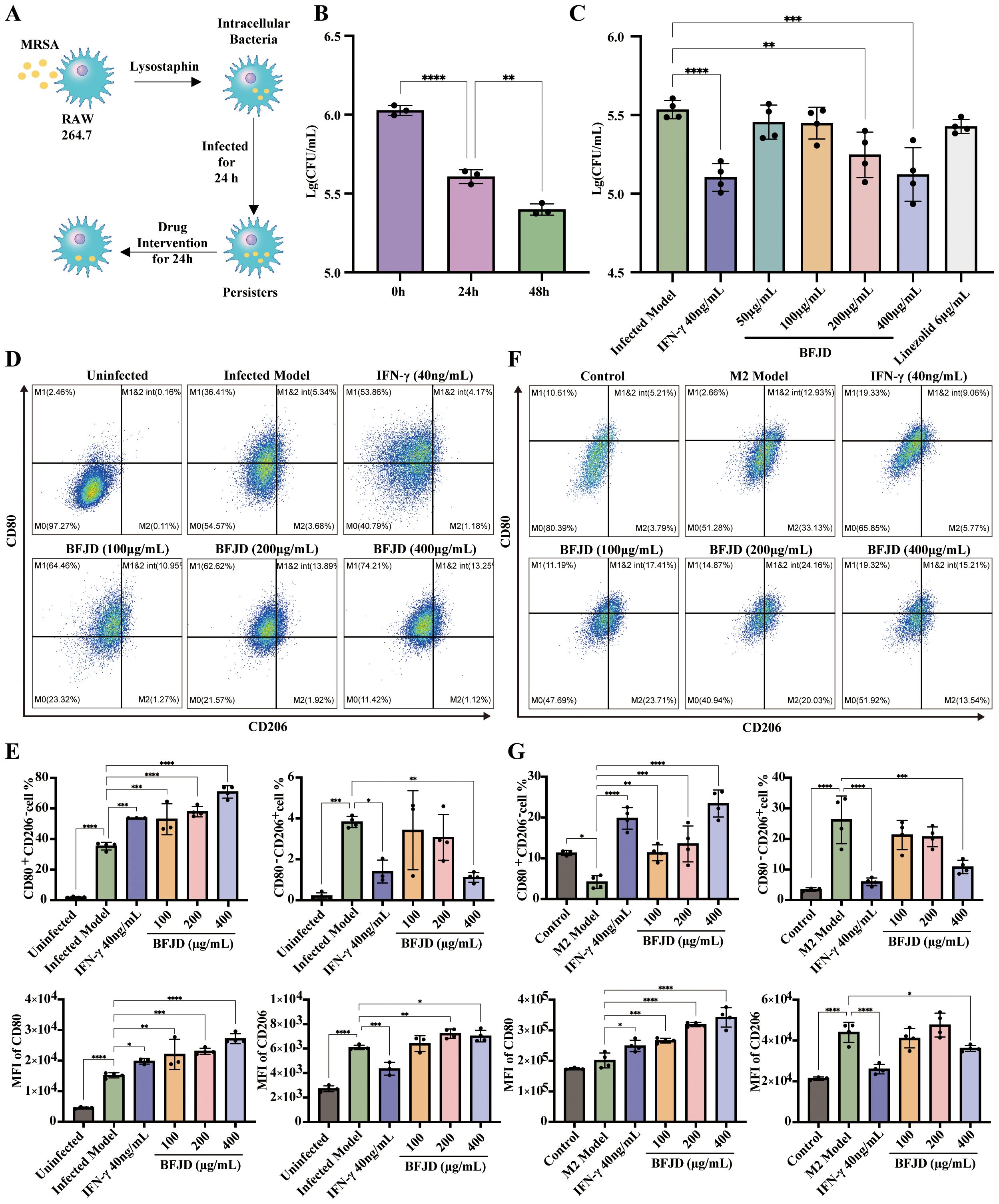 Diagram illustrating the effects of MRSA treatment on macrophages. Panel A shows the experimental process involving RAW 264.7 cells and drug intervention. Panels B and C present bar graphs of bacterial load over time and under different treatments. Panels D and E display flow cytometry plots for polarzation markers of MRSA infected-RAW264.7 cells under BFJD treatment. Panels F and G provide bar graphs quantifying percentages and mean fluorescence intensity of polarzation markers in M2-BMDM under BFJD treatment. Statistical significance is indicated by stars.