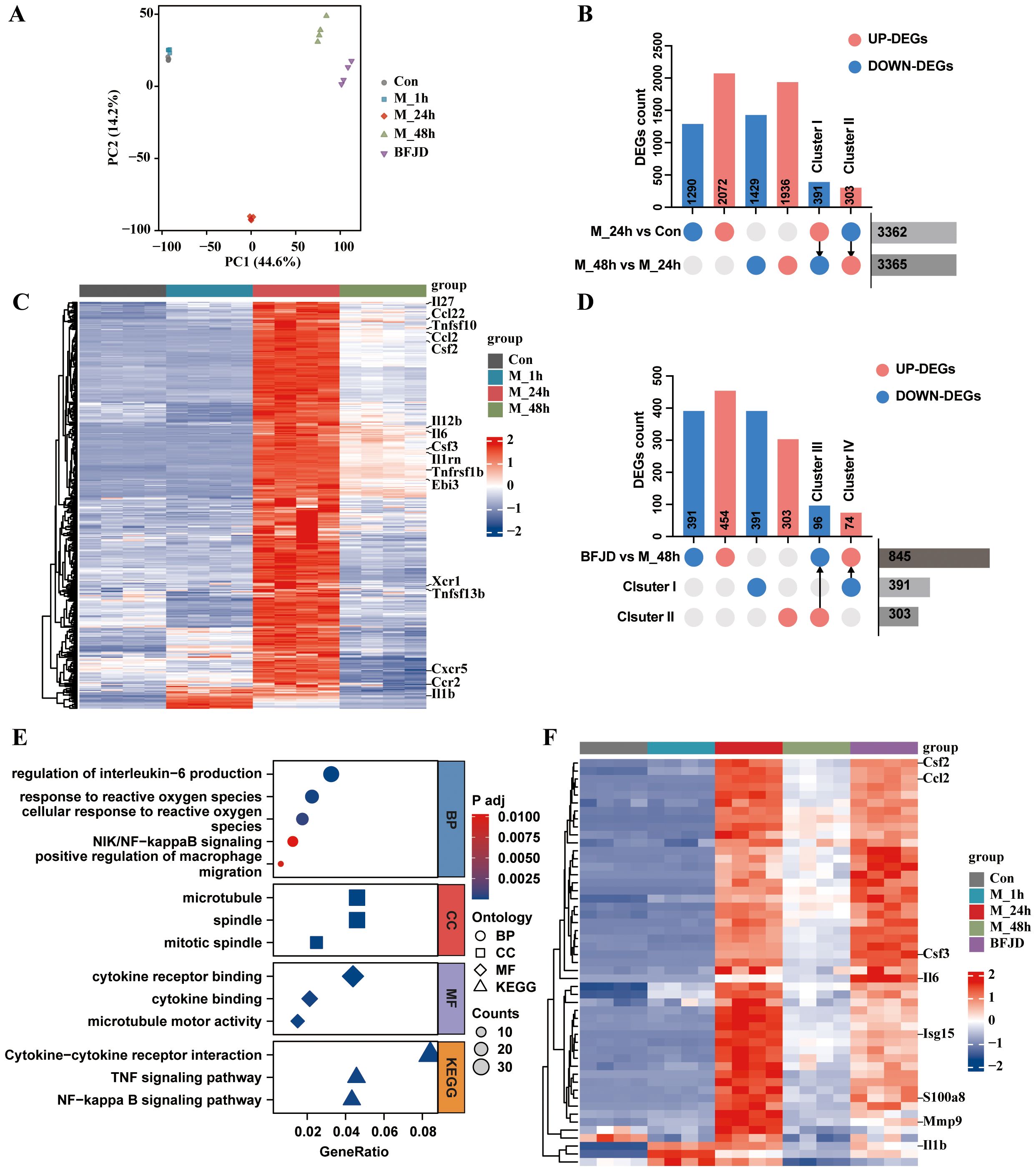 The image consists of multiple panels displaying different types of data analysis: A) A PCA plot showing distinct clustering of groups labeled Con, M_1h, M_24h, M_48h, and BFJD. B) A bar chart comparing DEGs (differentially expressed genes) counts in M_24h vs Con, M_48h vs M_24h, and clusters I and II, with UP-DEGs in red and DOWN-DEGs in blue. C) A heatmap showing gene expression levels across different groups with a gradient from blue to red. D) A bar chart comparing DEGs counts in BFJD vs M_48h and clusters I, II, and IV. E) A dot plot representing Gene Ontology and KEGG pathway enrichment with different ontologies represented by shapes and colors. F) A heatmap illustrating gene expression of Cluster IV (DEGs reversely expressed by BFJD).
