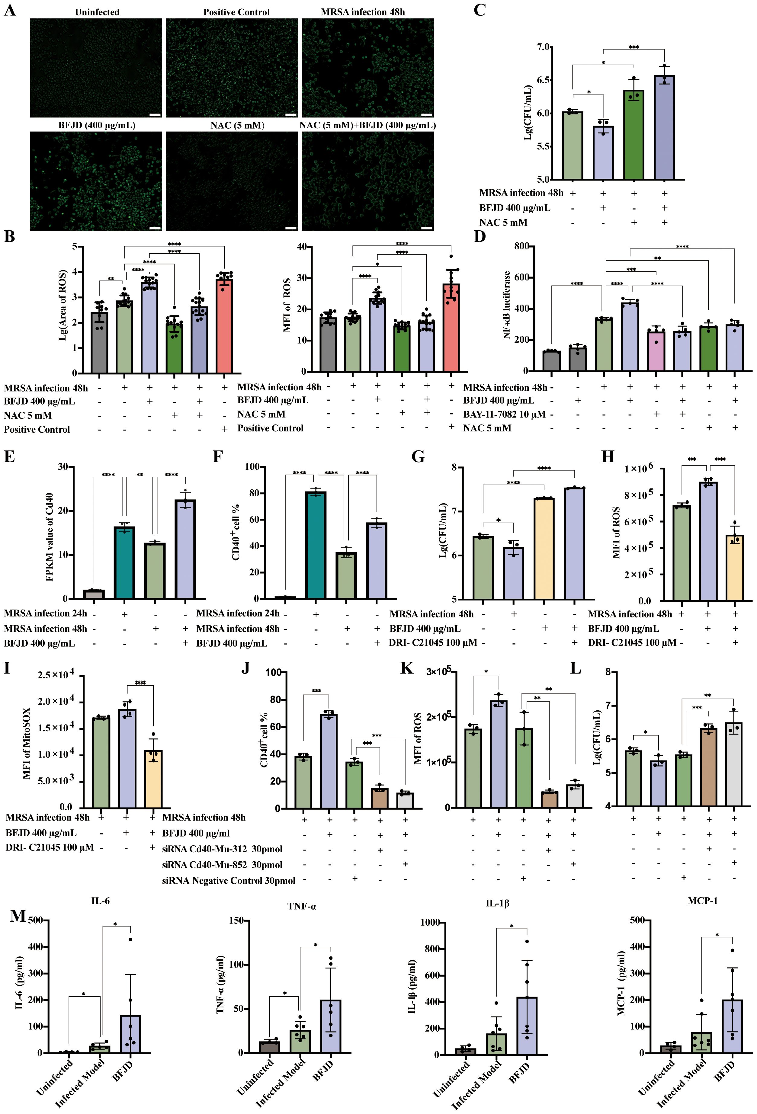 Panel A shows fluorescence microscopy images comparing different treatments on MRSA infection, with labels indicating conditions such as BFJD and NAC. Panels B to L display bar graphs illustrating various measurements like ROS levels, bacterial counts, and cell percentages under specified conditions, highlighting statistical significance with asterisks. Panel M presents bar graphs depicting cytokine levels (IL-6, TNF-α, IL-1β, MCP-1) comparing uninfected and infected models with BFJD treatment, showing variations through error bars and significance markers.