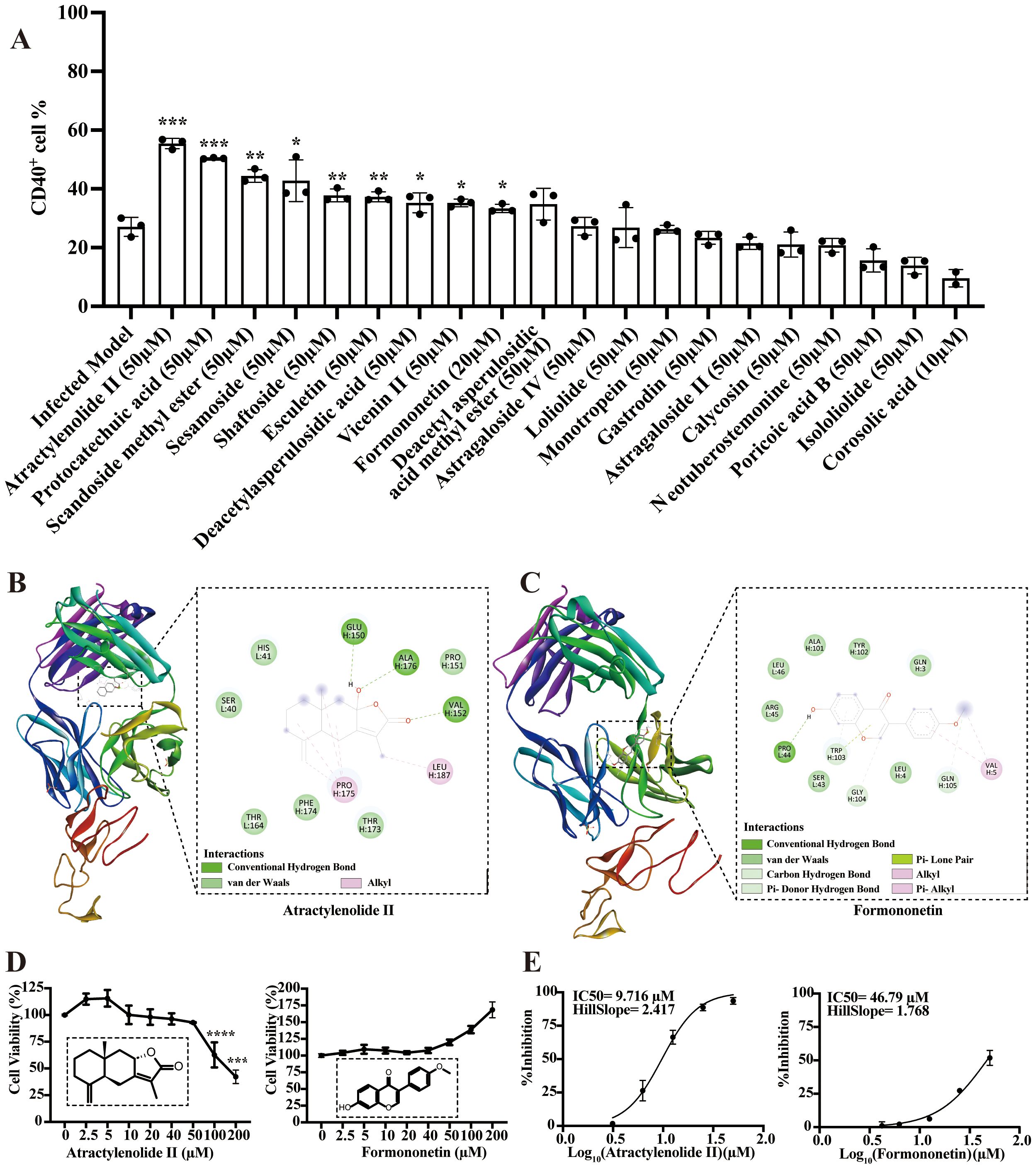 (A) Bar graph showing the percentage of CD40⁺ cells exposed to various compounds, with significant differences indicated. (B) and (C) 3D protein-ligand interaction diagrams for Atractylenolide II and Formononetin, detailed with bond types. (D) Line graphs illustrating cell viability across various concentrations of Atractylenolide II and Formononetin, with corresponding chemical structures. (E) Dose-response curves showing the percentage inhibition and IC50 values for Atractylenolide II and Formononetin.