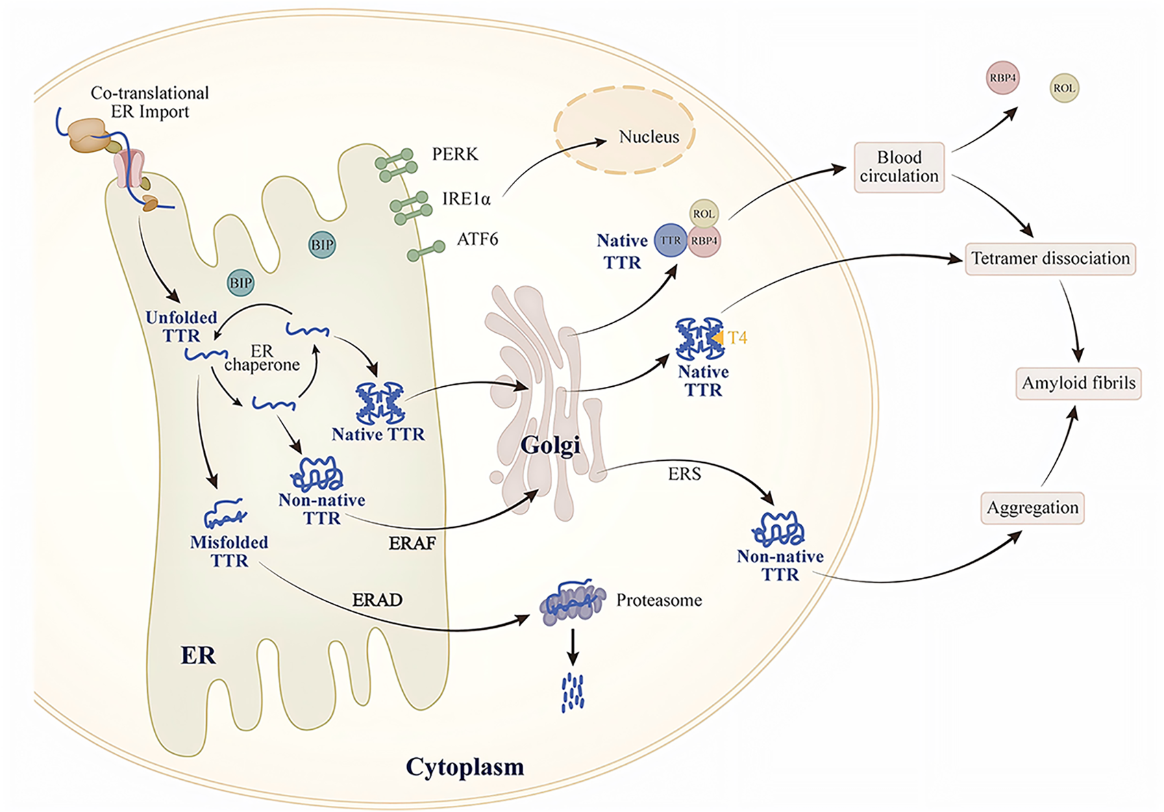Diagram illustrating the process of TTR secretion and extracellular aggregation. In the ER, unfolded TTR is folded into native and non-native states with help from chaperones. Misfolded TTR is directed to ERAD pathways. Native and non-native TTR can be exported to the Golgi and then the cytoplasm. There, tetramers and aggregates can form amyloid fibrils.