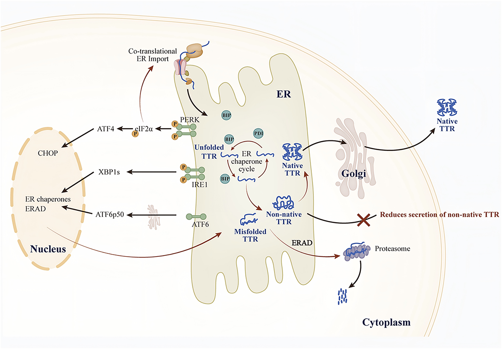 Illustration of the Effect of UPR on TTR Secretion. It shows the activation pathways for PERK, IRE1, and ATF6. Activation of PERK pathways can reduce the amount of TTR imported into the ER co-translationally, while IRE1 and ATF6 pathways can reduce the secretion of non-native TTR, as shown by the dark red arrows.