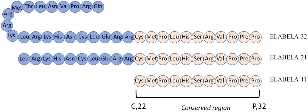 Diagram showing three sequences of amino acids labeled as ELABELA-32, ELABELA-21, and ELABELA-11. Each sequence consists of amino acids represented by circles, with a conserved region highlighted in the sequences ELABELA-21 and ELABELA-11. The conserved region spans from \