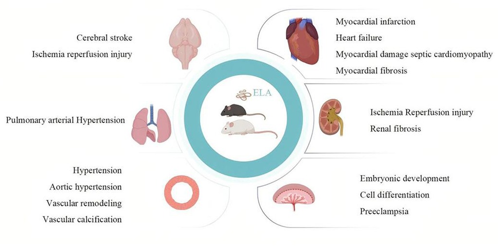 Illustration showing the role of ELA in various health conditions across different organs. Central circle with two mice labeled “ELA.” Surrounding issues include cerebral stroke, myocardial infarction, pulmonary arterial hypertension, renal fibrosis, hypertension, and embryonic development depicted with related organ icons.