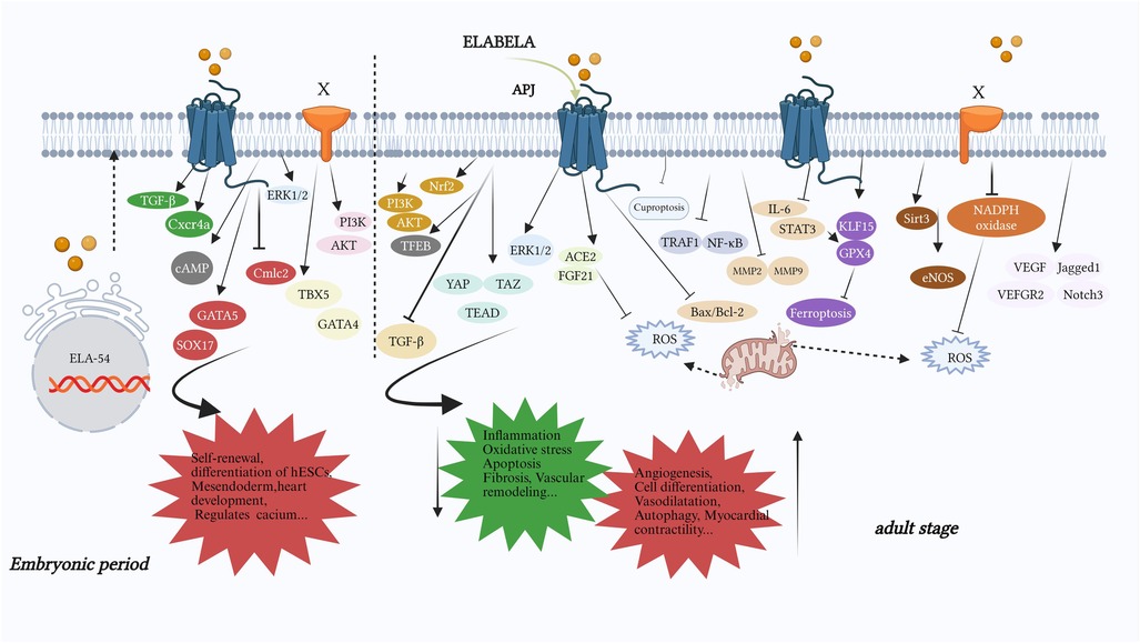 Diagram illustrating molecular signaling pathways of ELA-54 and ELABELA during the embryonic period and adult stage. The pathways involve various proteins and molecules, including TGF-β, PI3K, AKT, ERK1/2, and NADPH oxidase, affecting processes like self-renewal, inflammation, oxidative stress, apoptosis, angiogenesis, and vasodilatation. Further interactions are shown through several receptors and transcription factors, highlighting their roles in heart development and cellular differentiation.