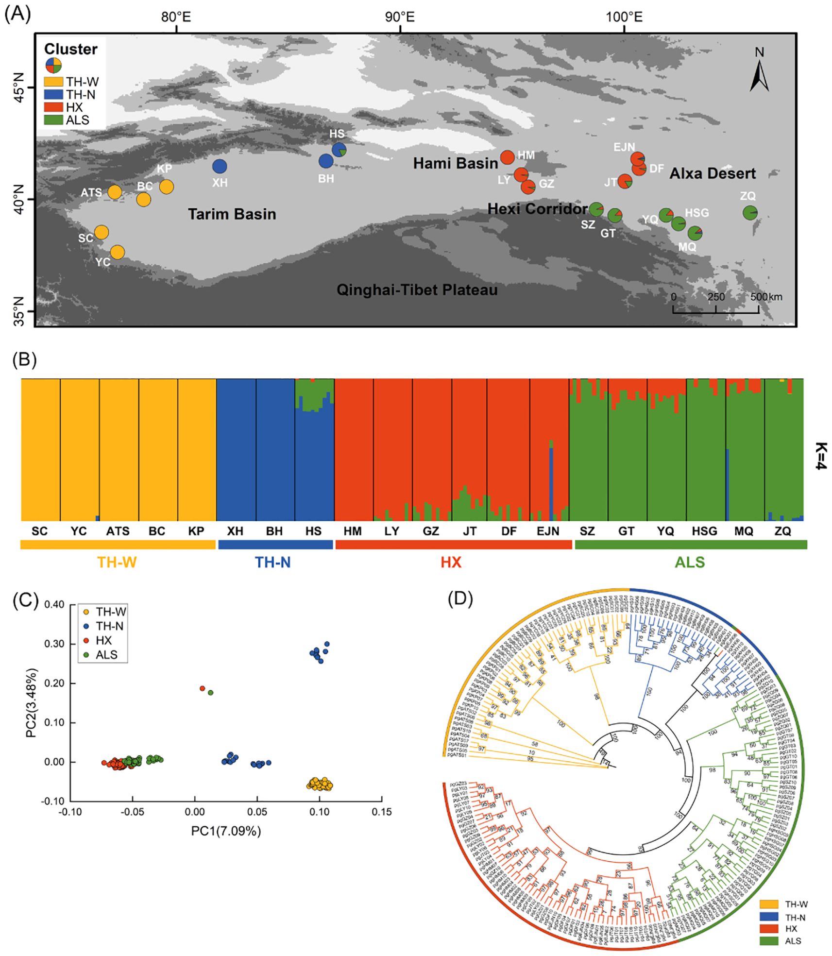 Map showing the distribution of clusters TH-W, TH-N, HX, and ALS across regions like Tarim Basin and Hexi Corridor. A bar graph and principal component analysis scatter plot display genetic diversity among locations. A phylogenetic tree illustrates relationships within and between clusters, using colors corresponding to the clusters: TH-W (orange), TH-N (blue), HX (red), and ALS (green).